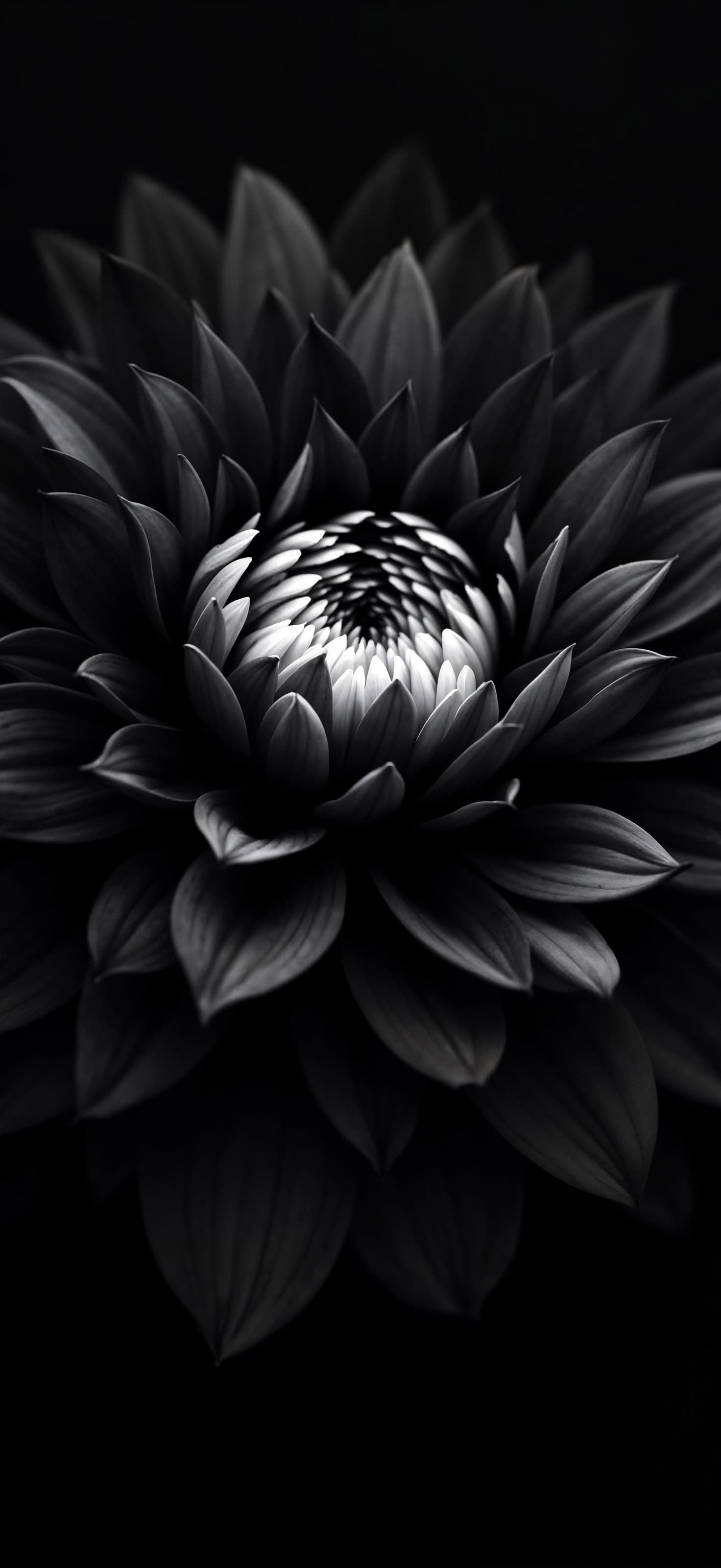 Black Flower - Pro phone wallpaper