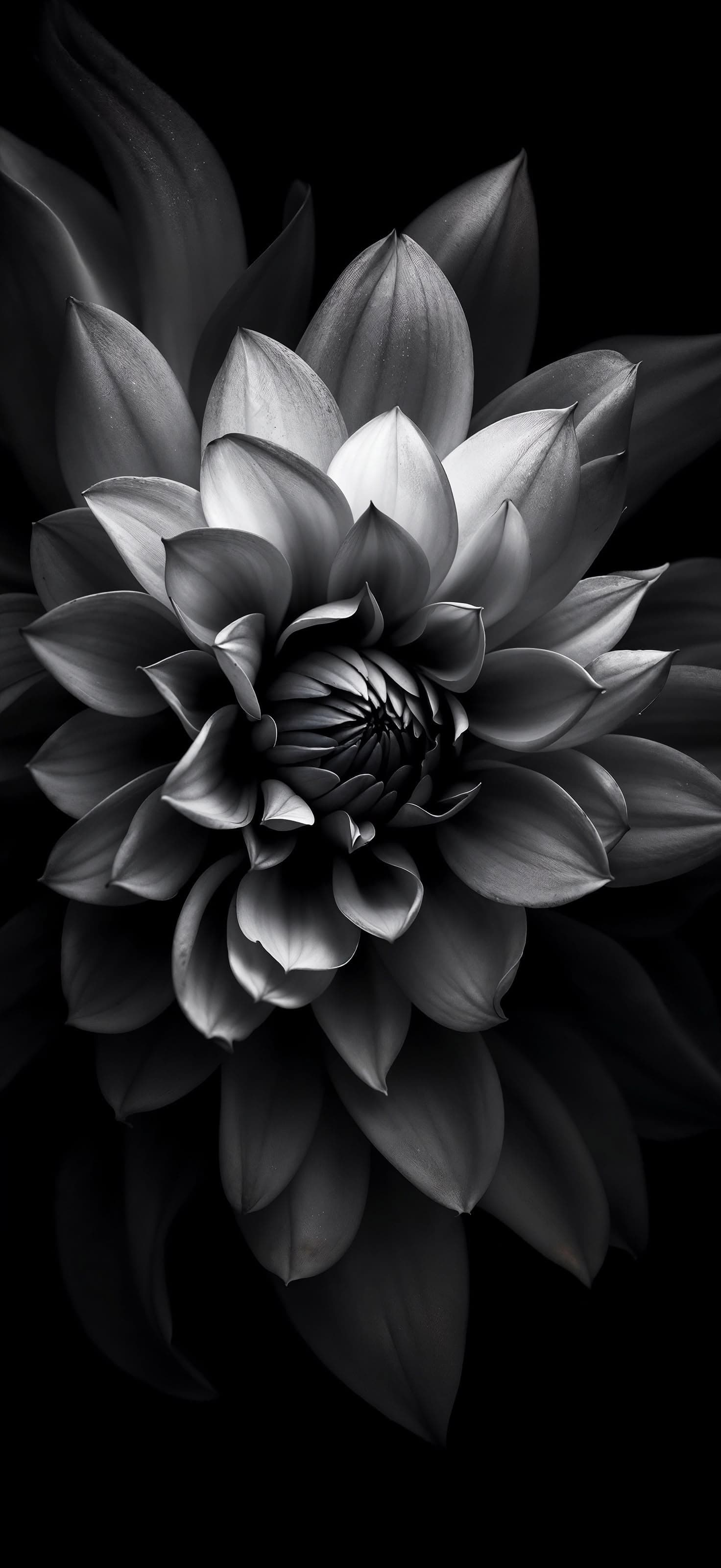 Black and White Flower - Pro phone wallpaper
