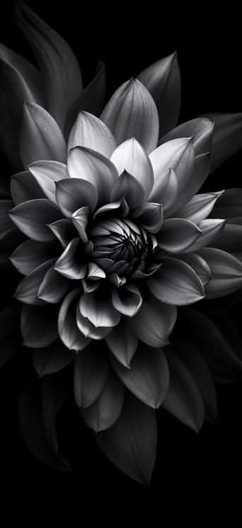 Black and White Flower - Pro phone wallpaper download