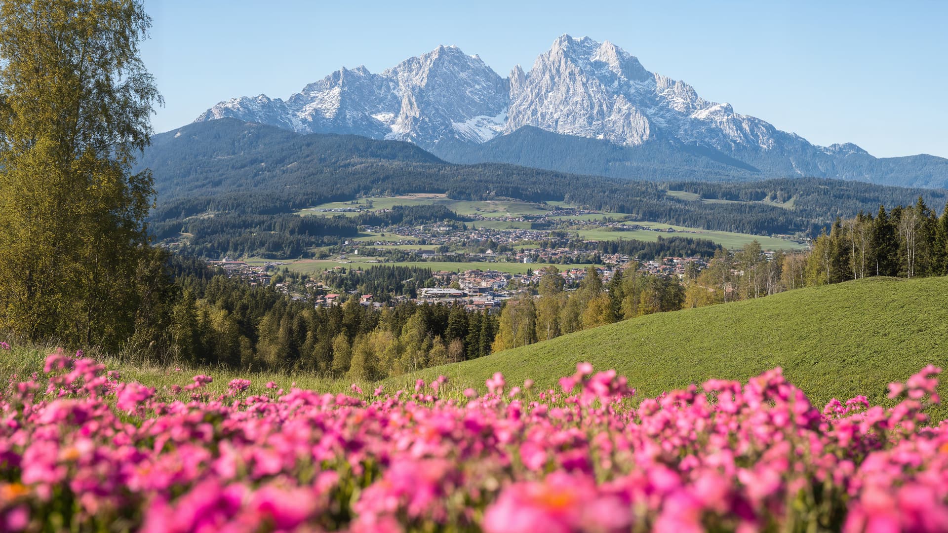 Alpine Flowers - free desktop wallpaper
