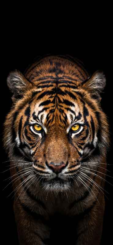 Fierce Tiger Gaze - Pro phone wallpaper download