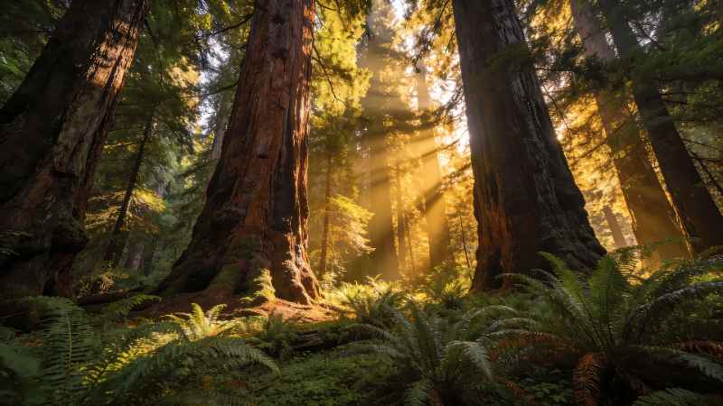 Sunlit Forest Giants 2 - Pro desktop wallpaper download