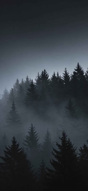 Misty Forest Pines - Pro phone wallpaper download
