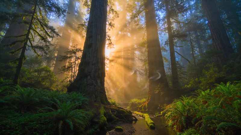 Sunlit Forest Giants 2 - Pro desktop wallpaper download