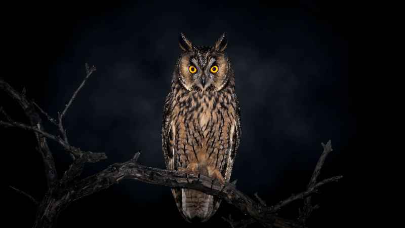 Midnight Owl Vigil - free desktop wallpaper download