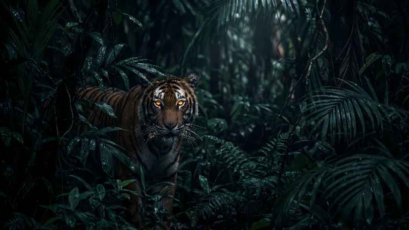 Jungle Tiger Gaze 2 - Pro desktop wallpaper download