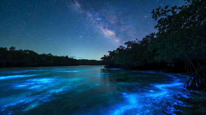 Bioluminescent Shore - free desktop wallpaper download