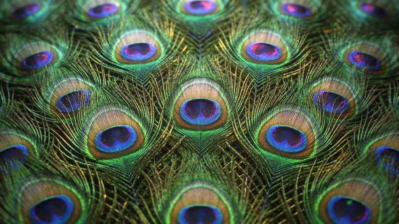 Peacock Feather Detail - free desktop wallpaper download