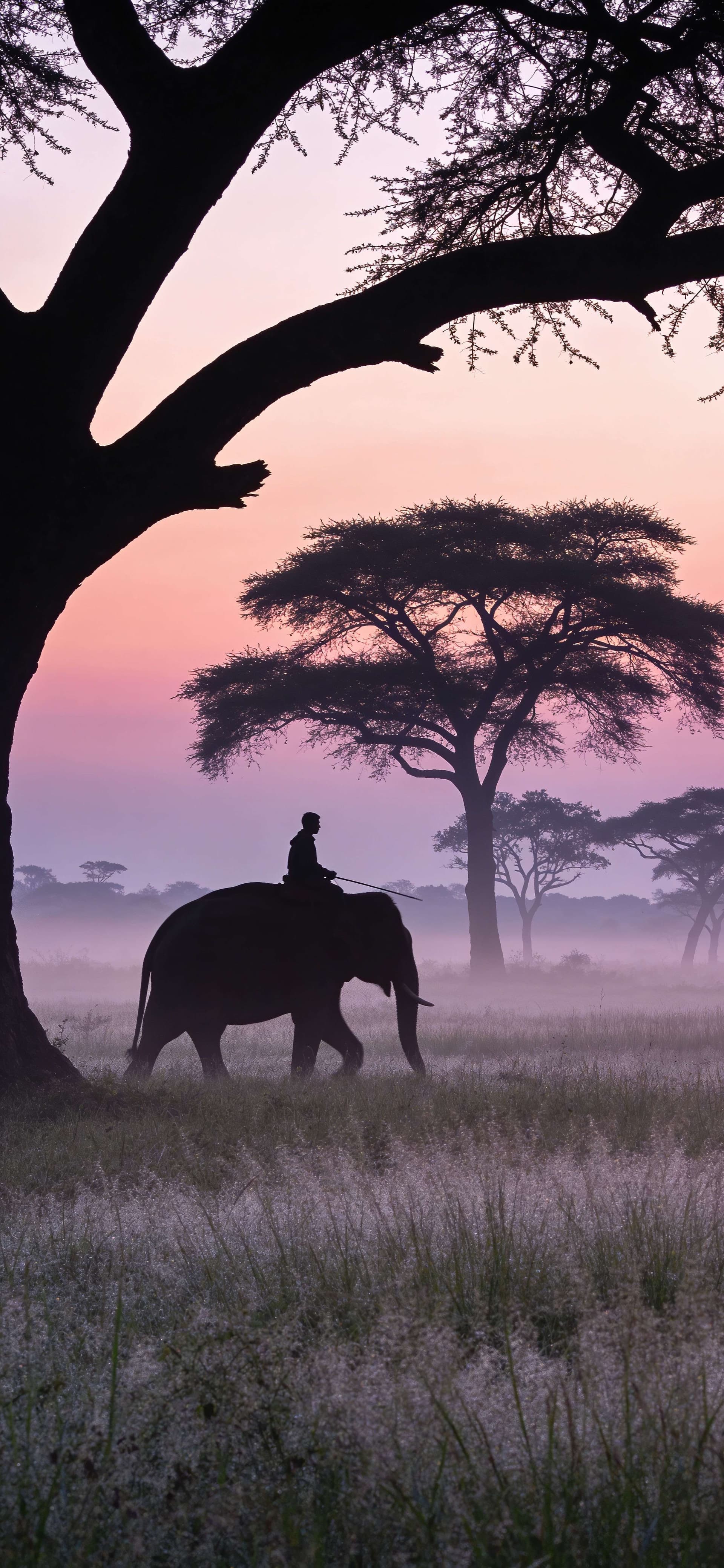 Misty Savanna Journey - Pro phone wallpaper
