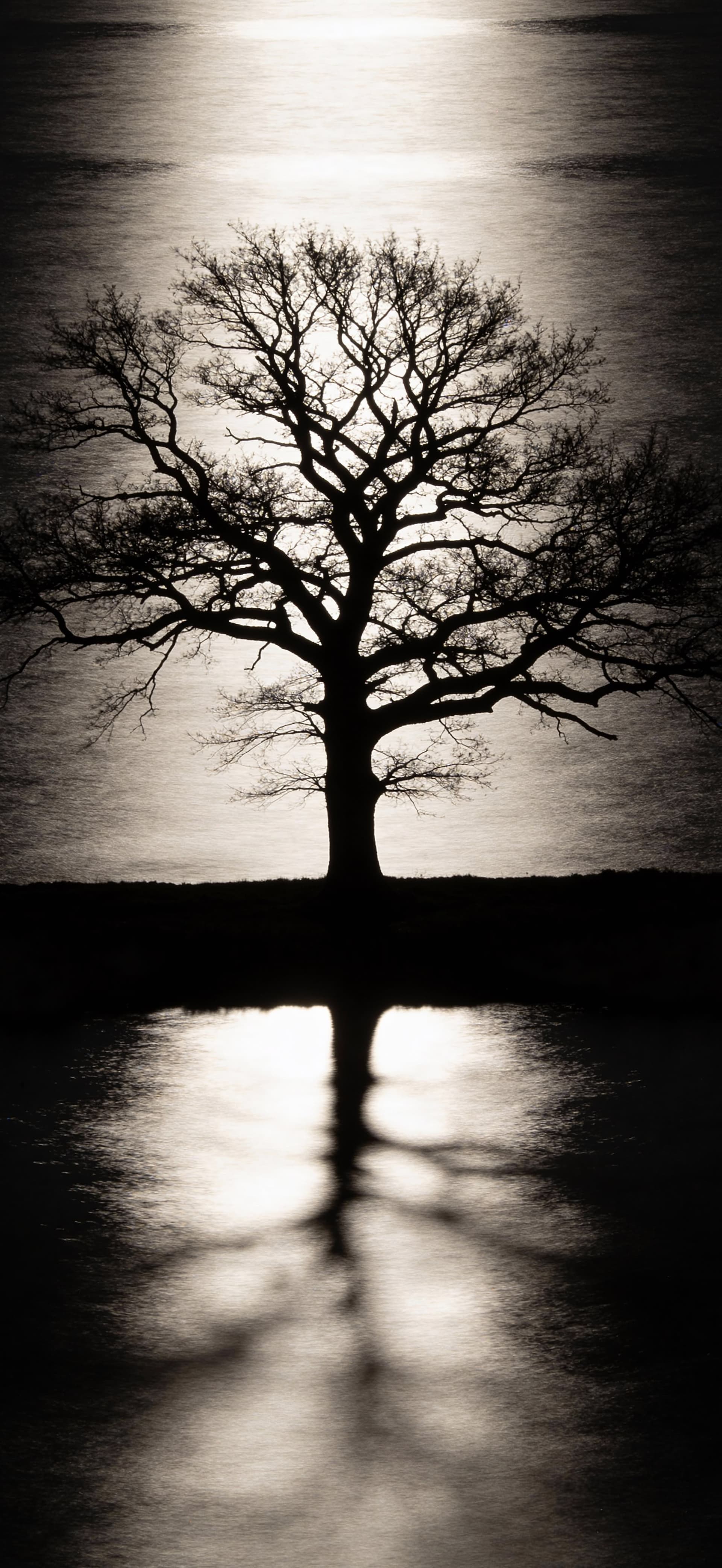 Monochrome Tree Reflection - free phone wallpaper