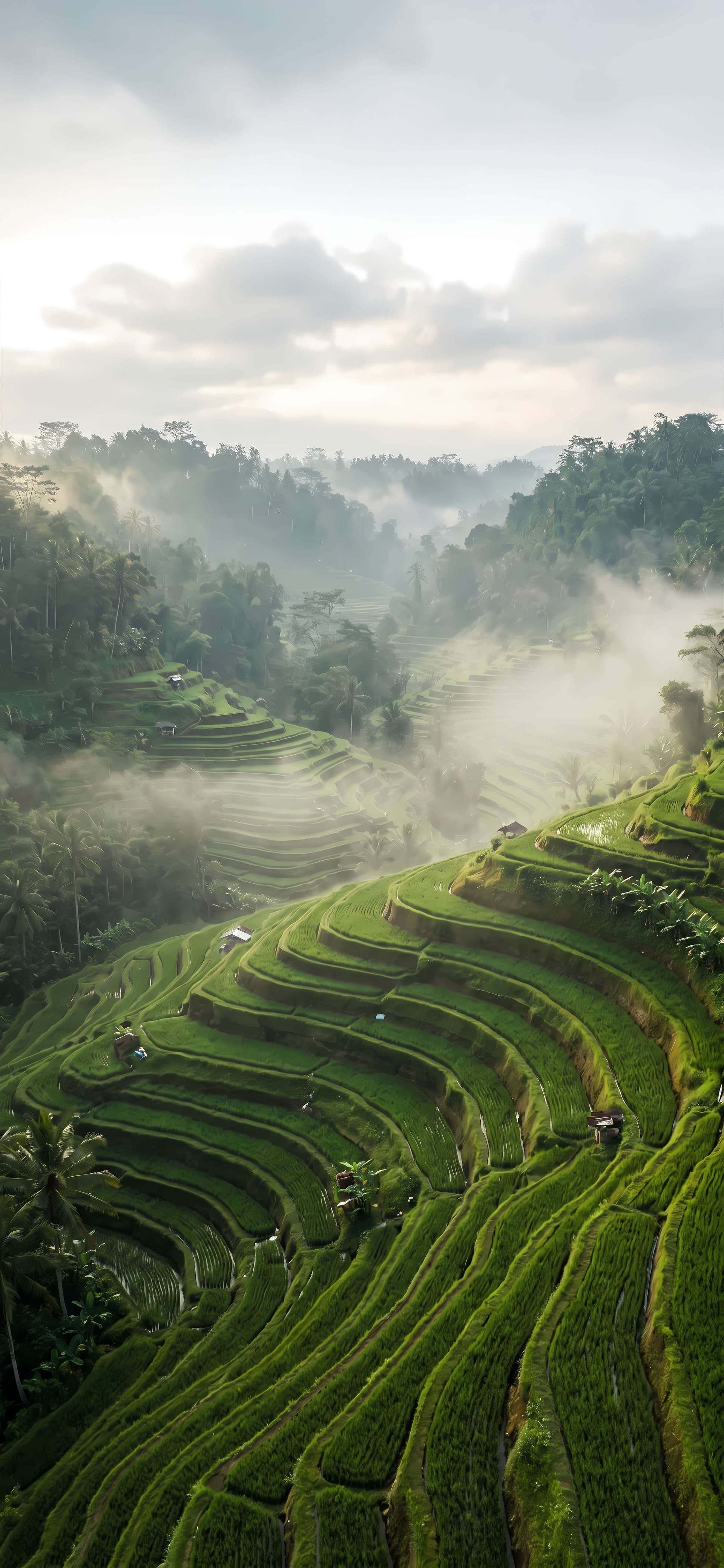 Lush Green Terraces - free phone wallpaper