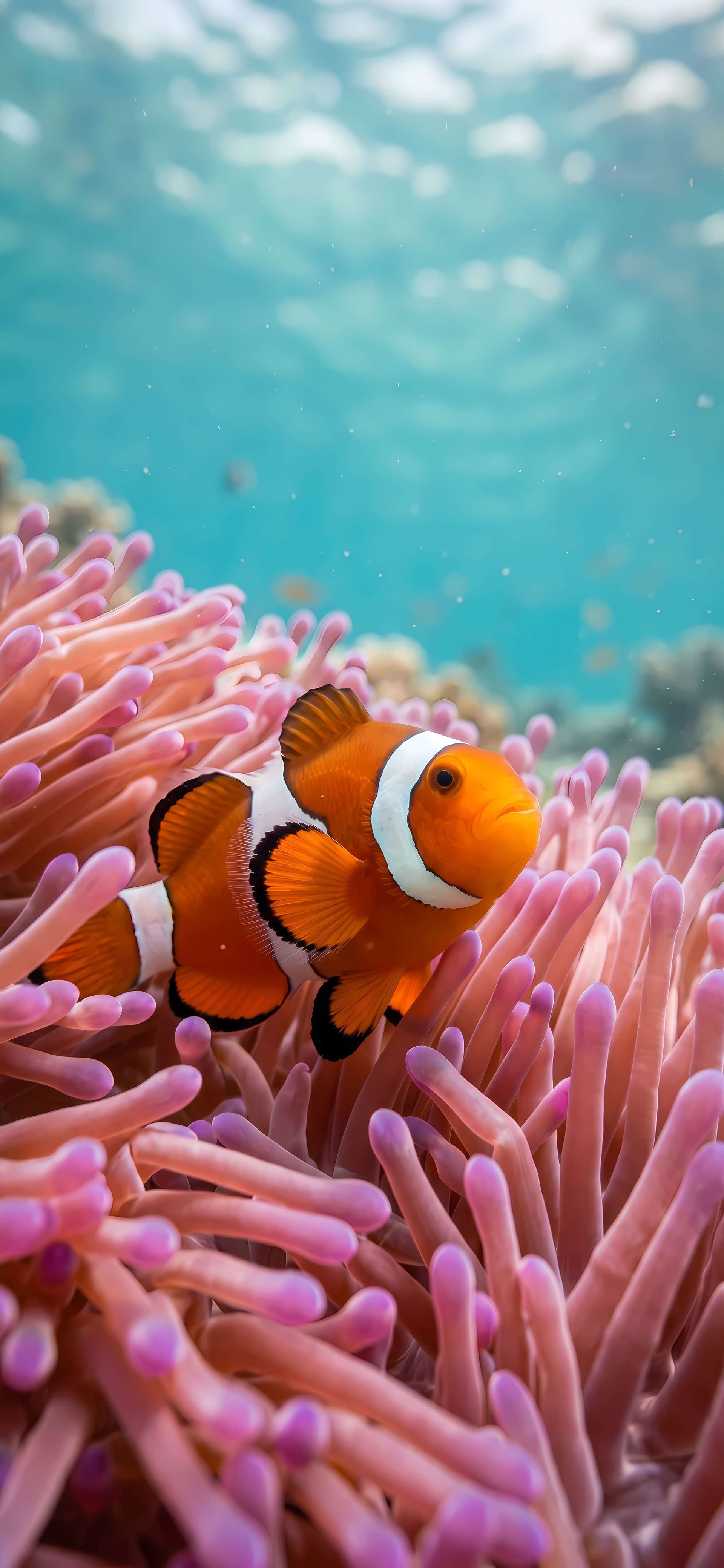 Clownfish Anemone Home - free phone wallpaper