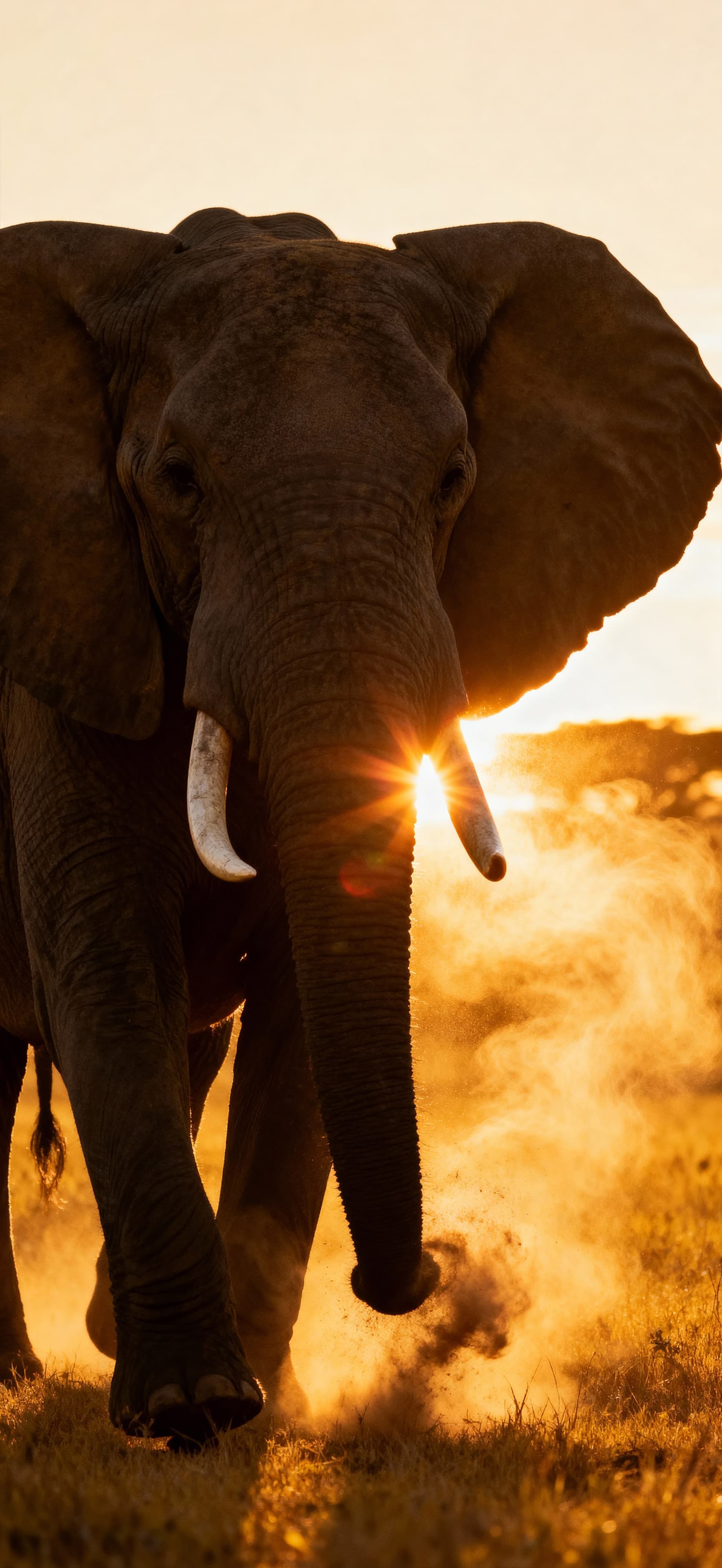 Elephant Sunset 1 - free phone wallpaper