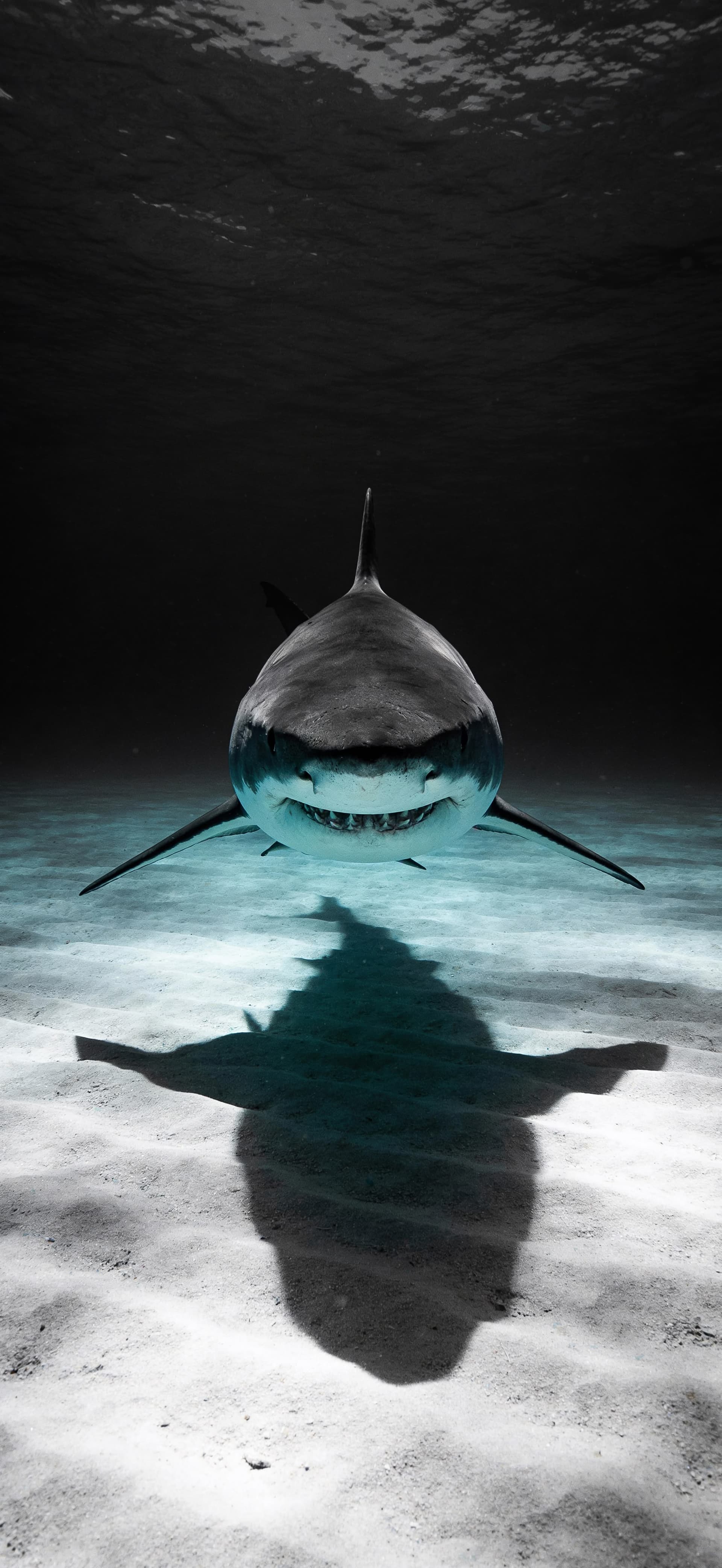 Underwater Shark Shadow - Pro phone wallpaper