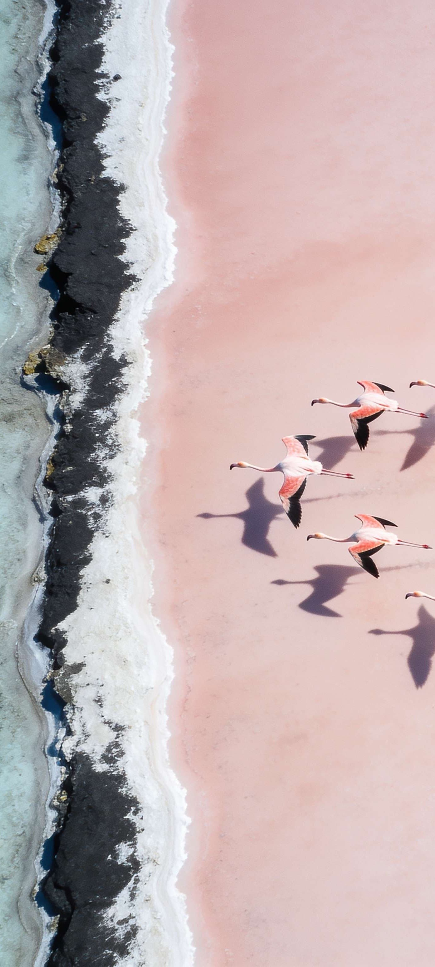 Flamingo Flight Path - Pro phone wallpaper
