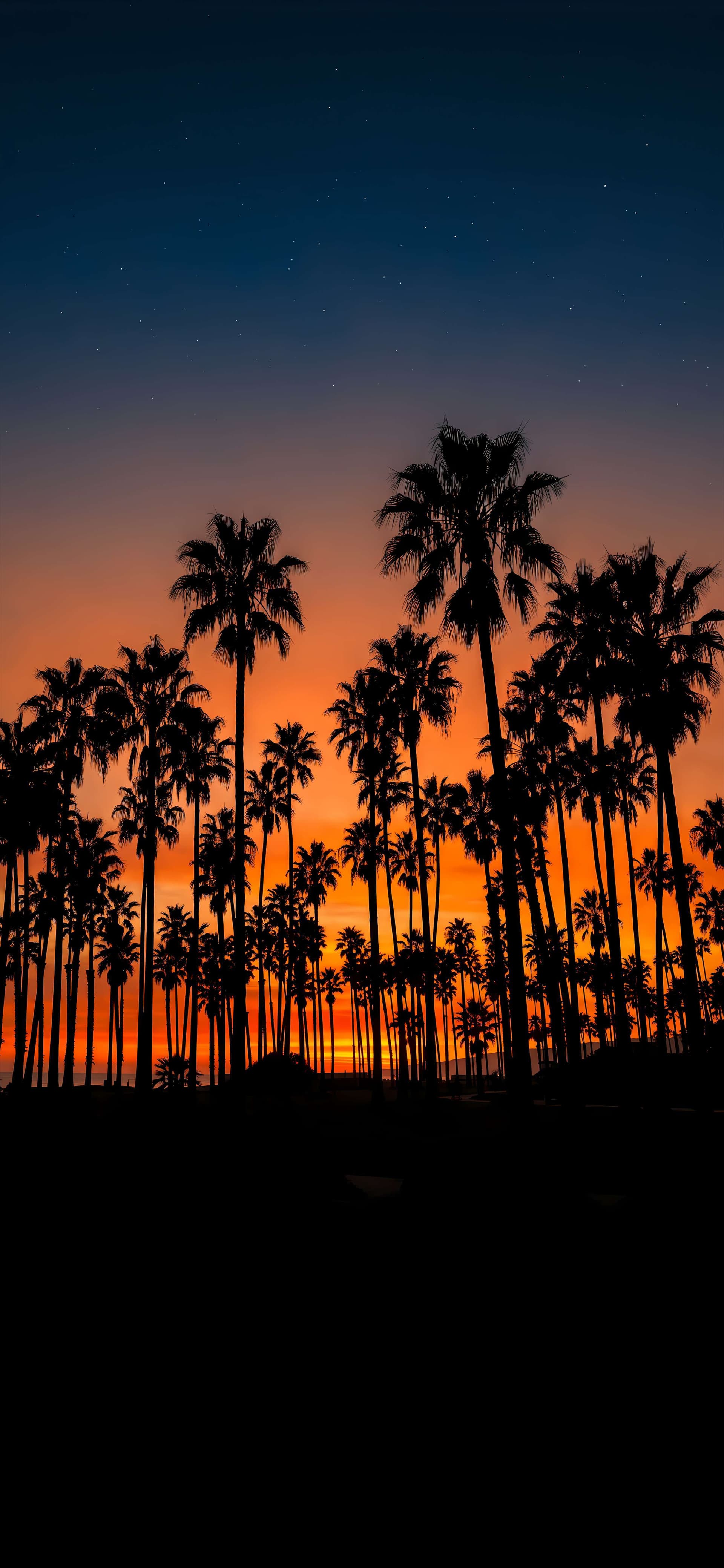 Tropical Sunset Palms - Pro phone wallpaper