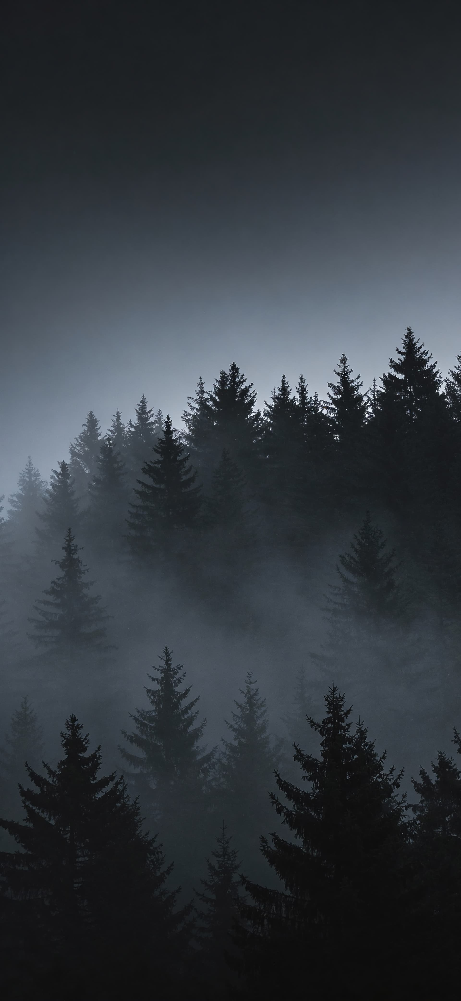 Misty Forest Pines - Pro phone wallpaper