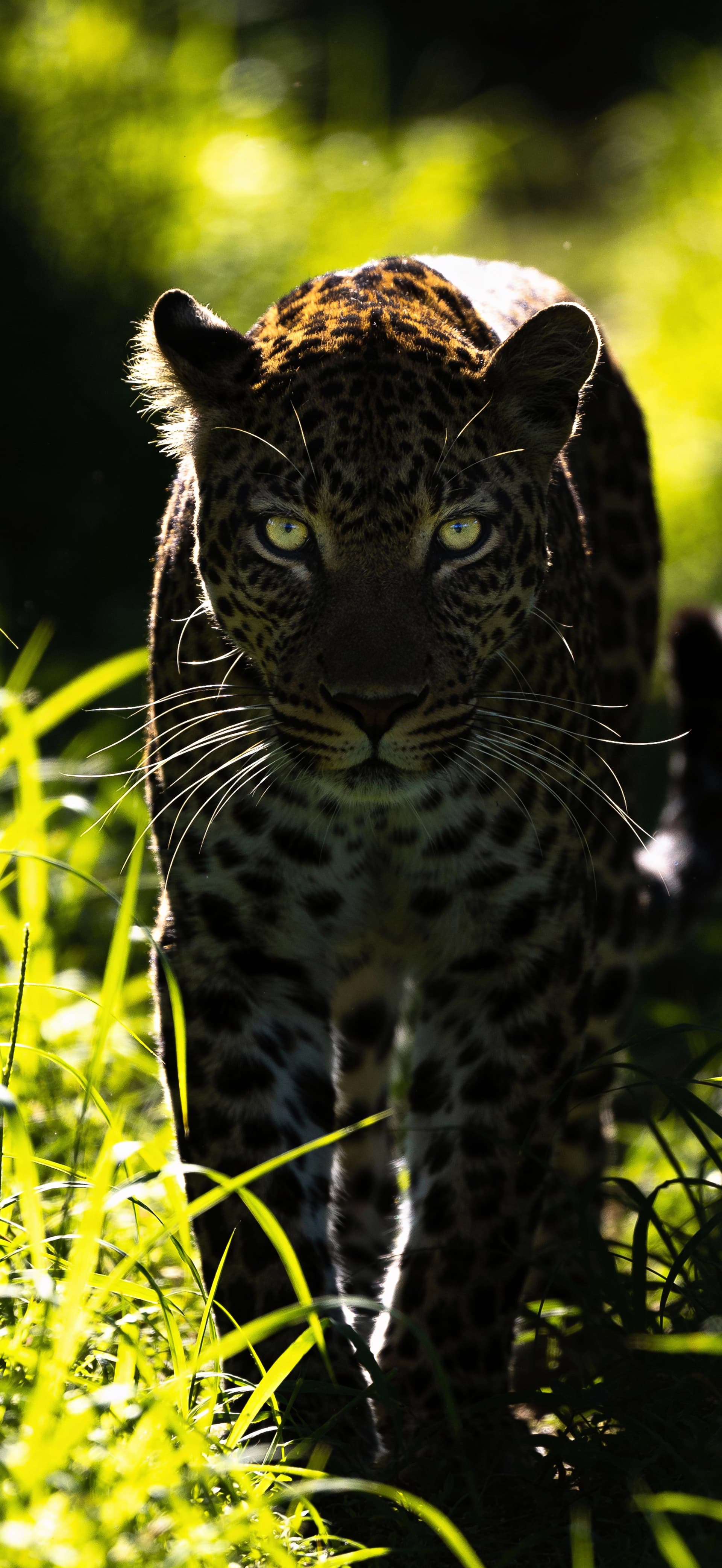 Neon Leopard 1 - Pro phone wallpaper