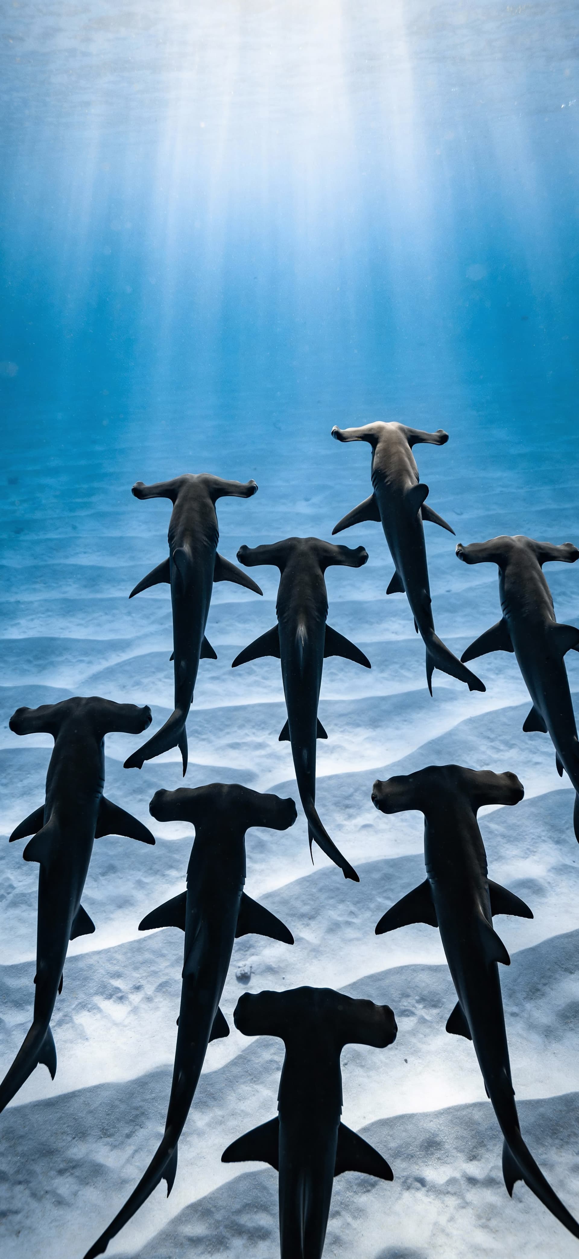 Hammerhead Shark Depths 3 - Pro phone wallpaper