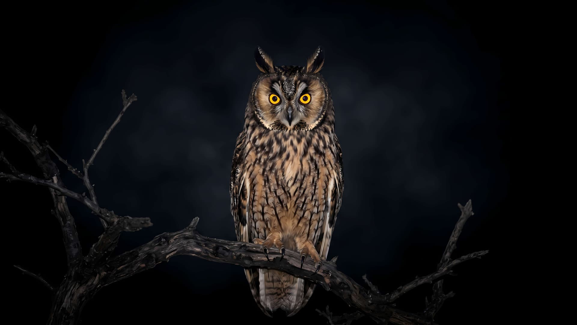 Midnight Owl Vigil - free desktop wallpaper