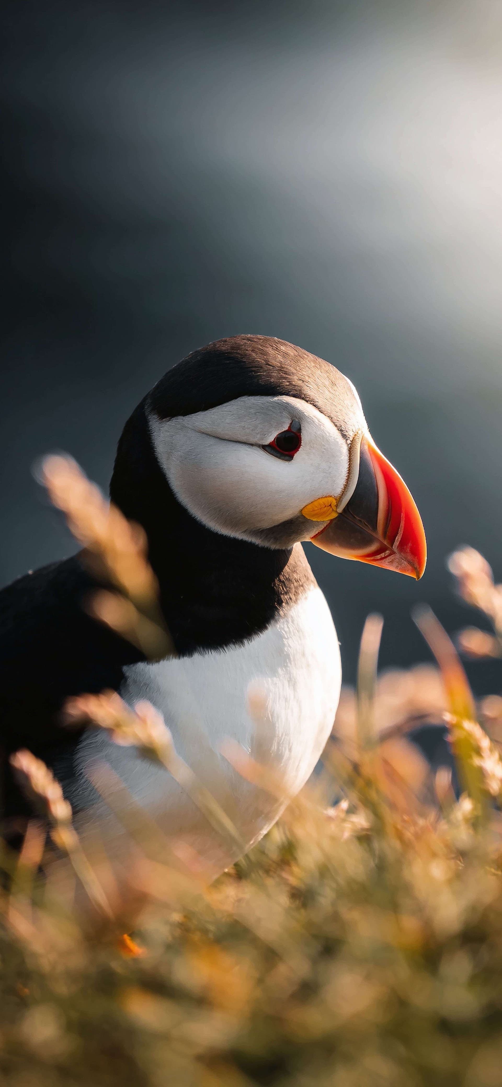 Golden Hour Puffin - Pro phone wallpaper
