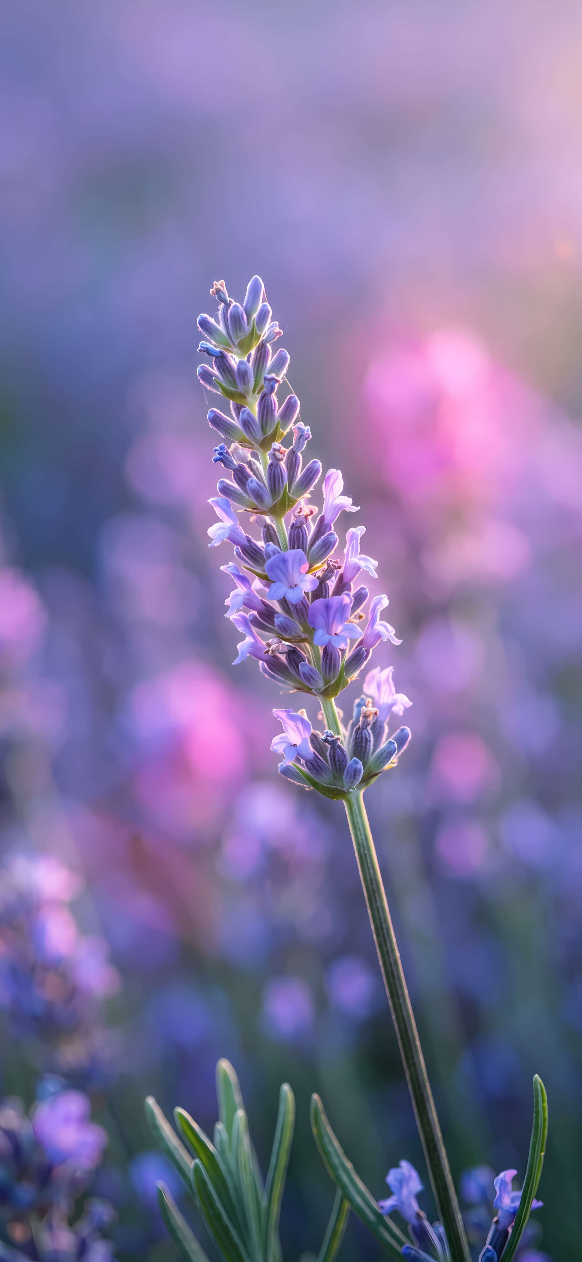 Gentle Lavender Bloom - free phone wallpaper