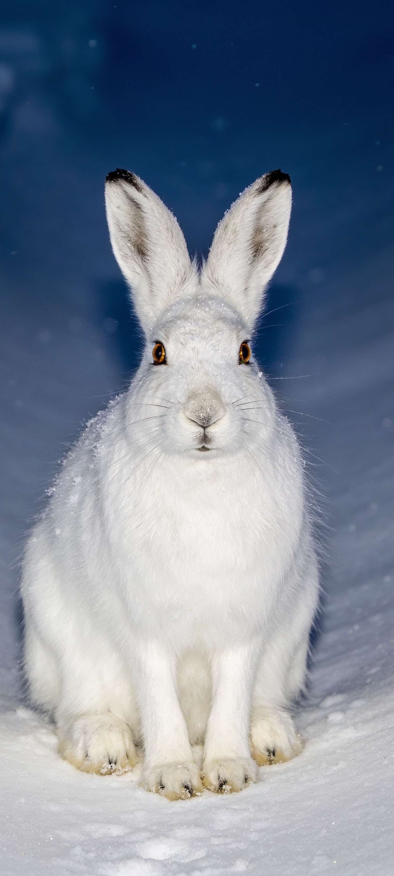 Snow Trench Hare - free phone wallpaper