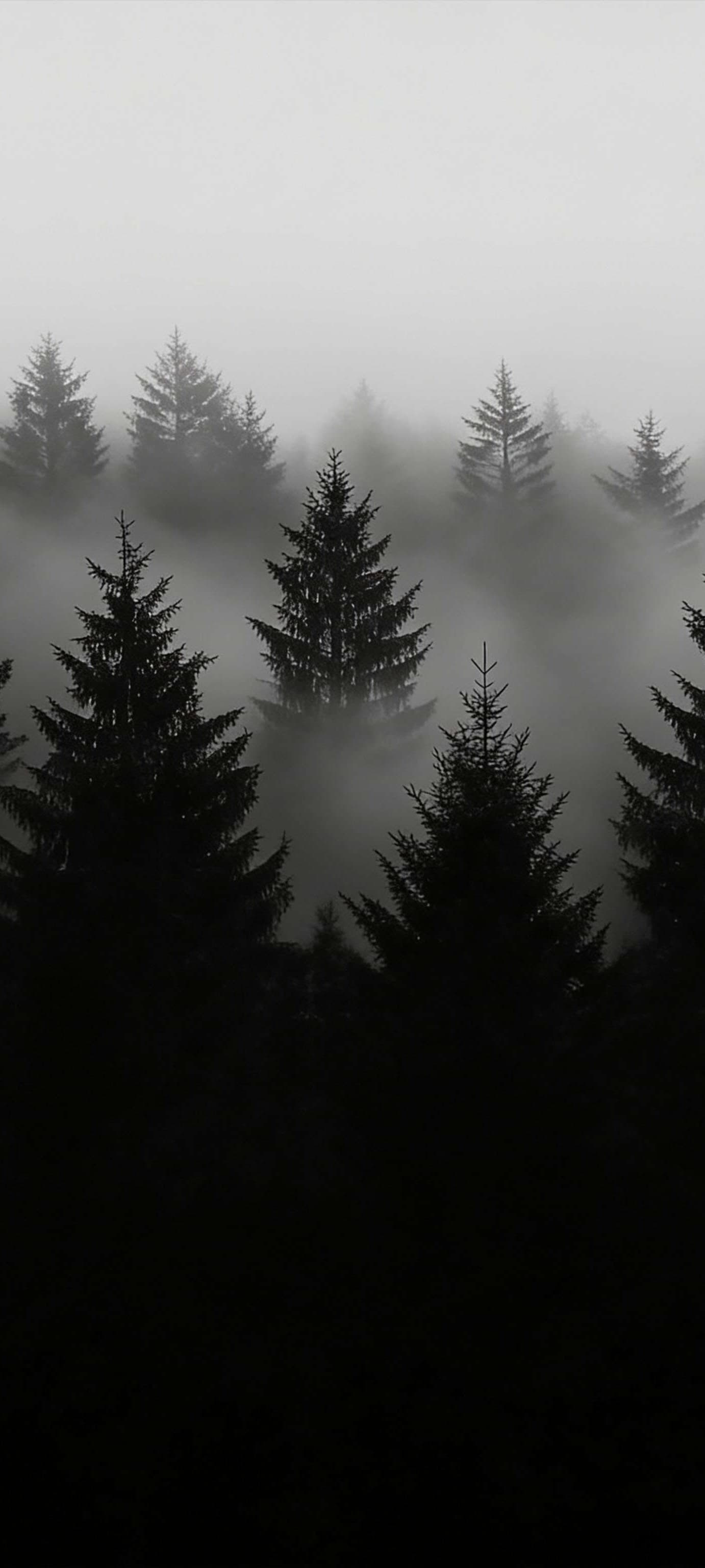 Misty Pine Forest - Pro phone wallpaper