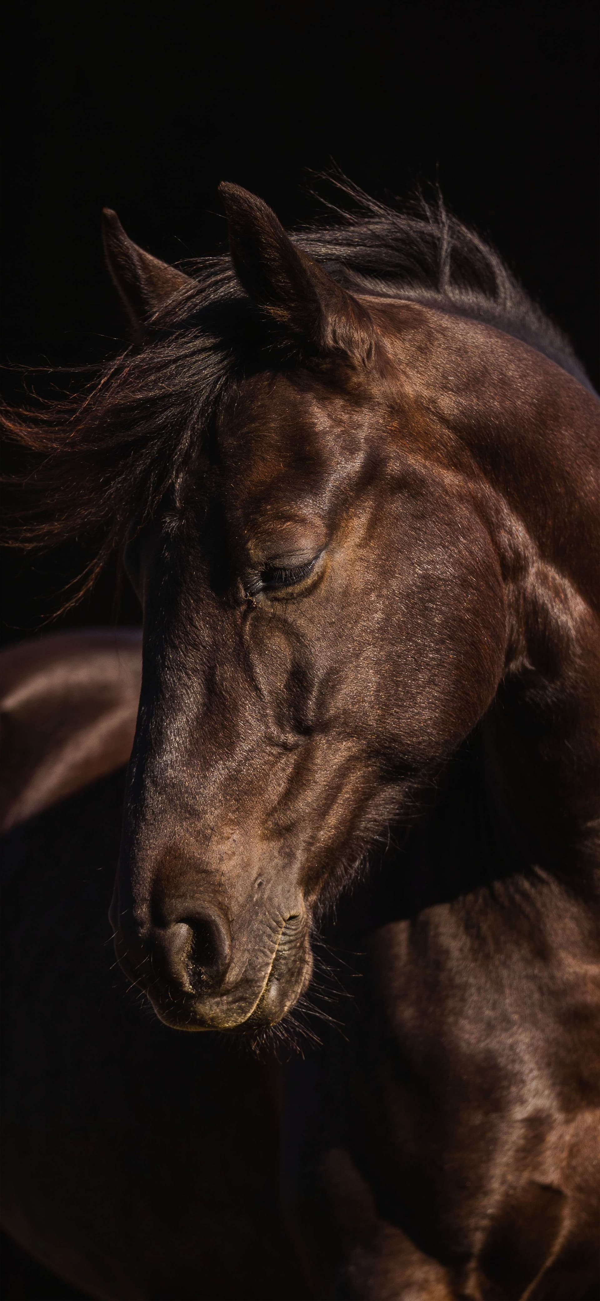 Midnight Stallion - Pro phone wallpaper