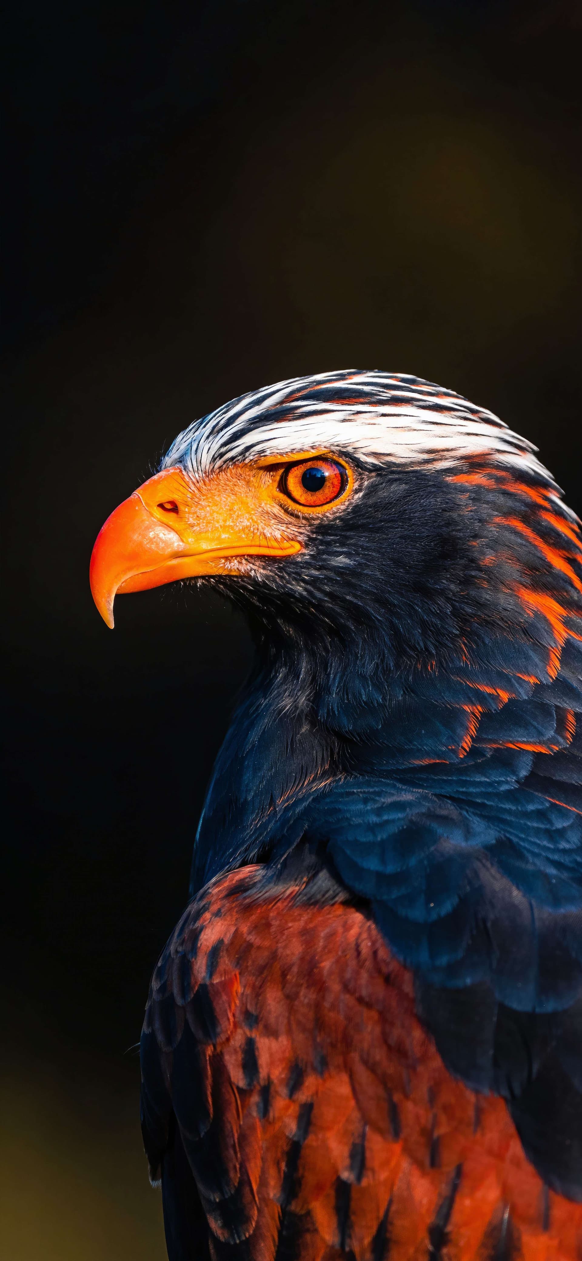 Fiery Feathered Raptor - free phone wallpaper