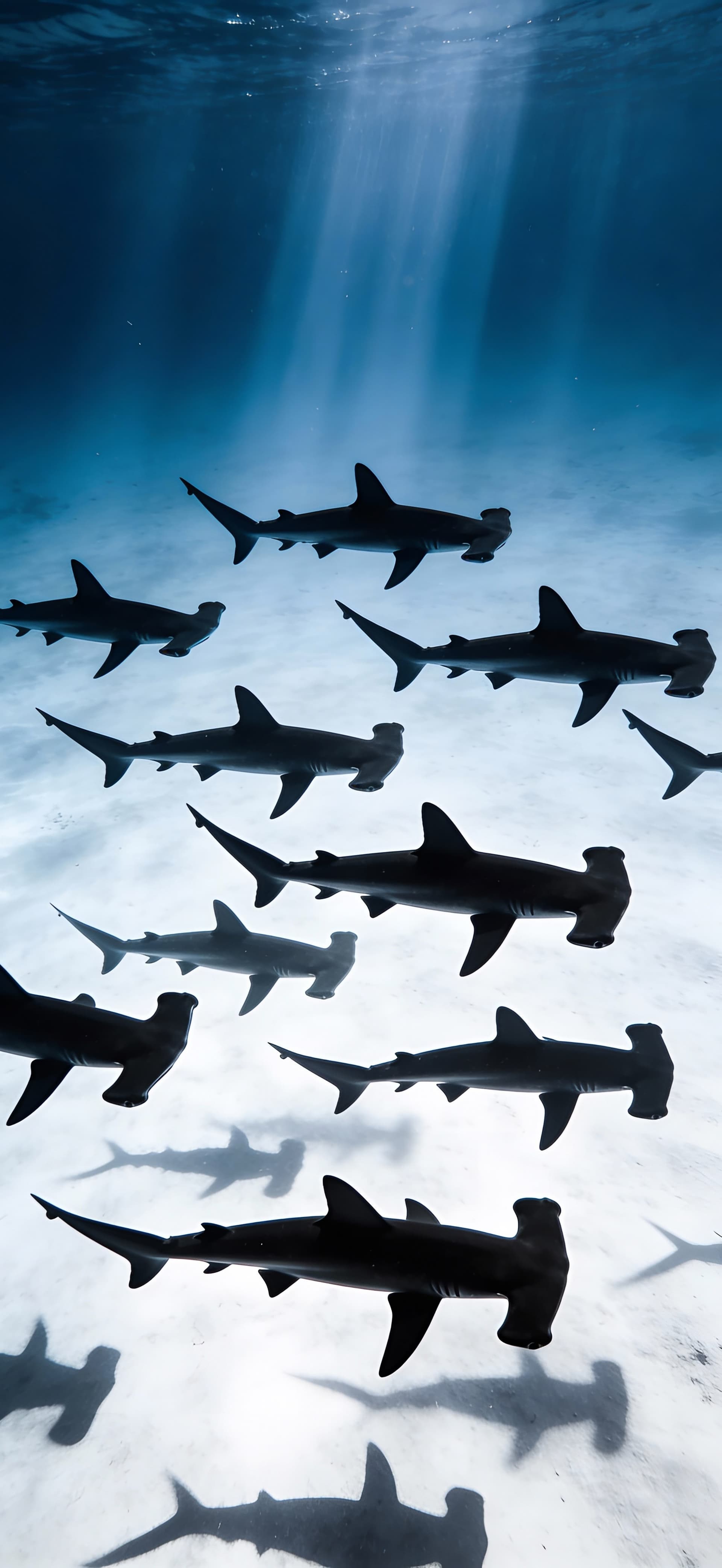 Hammerhead Shark Depths 1 - Pro phone wallpaper