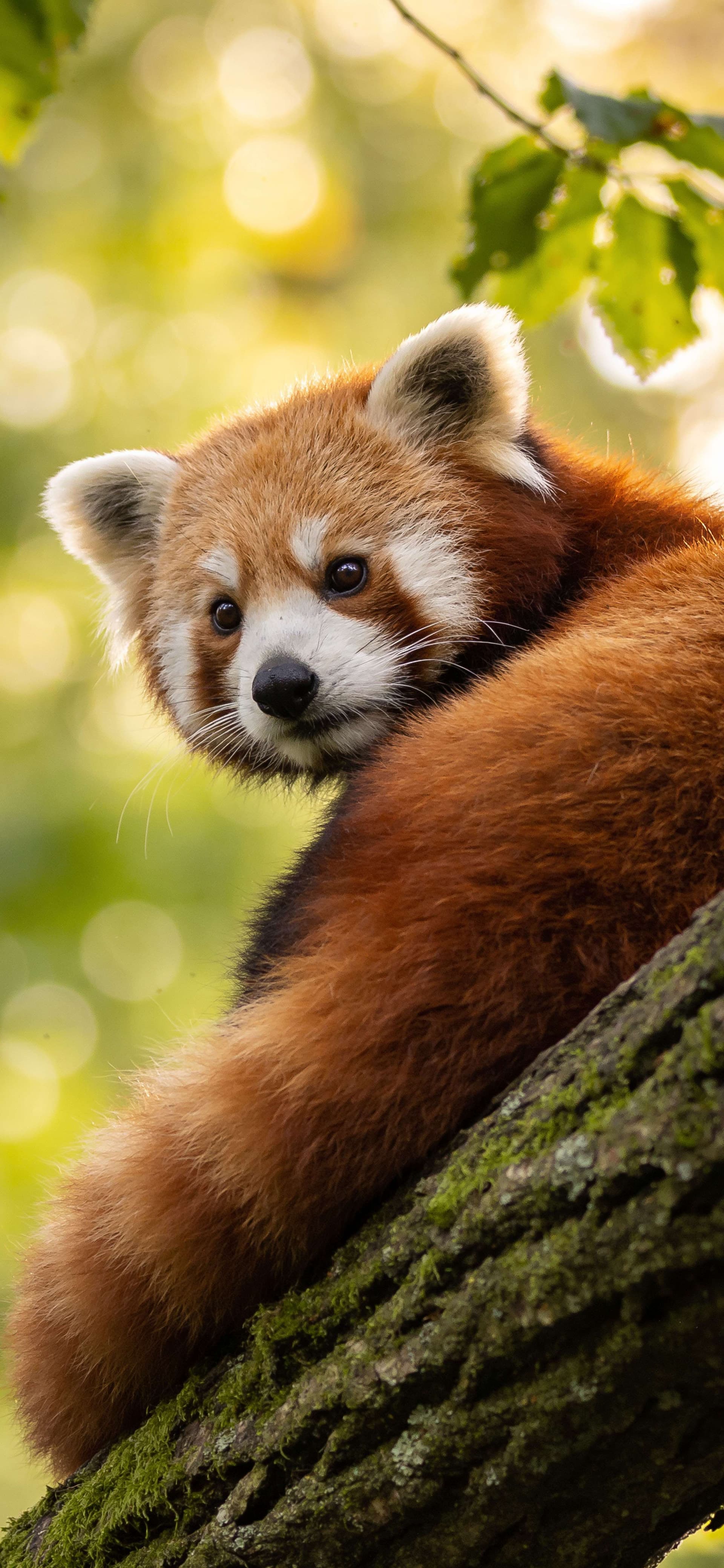 Forest Red Panda - Pro phone wallpaper