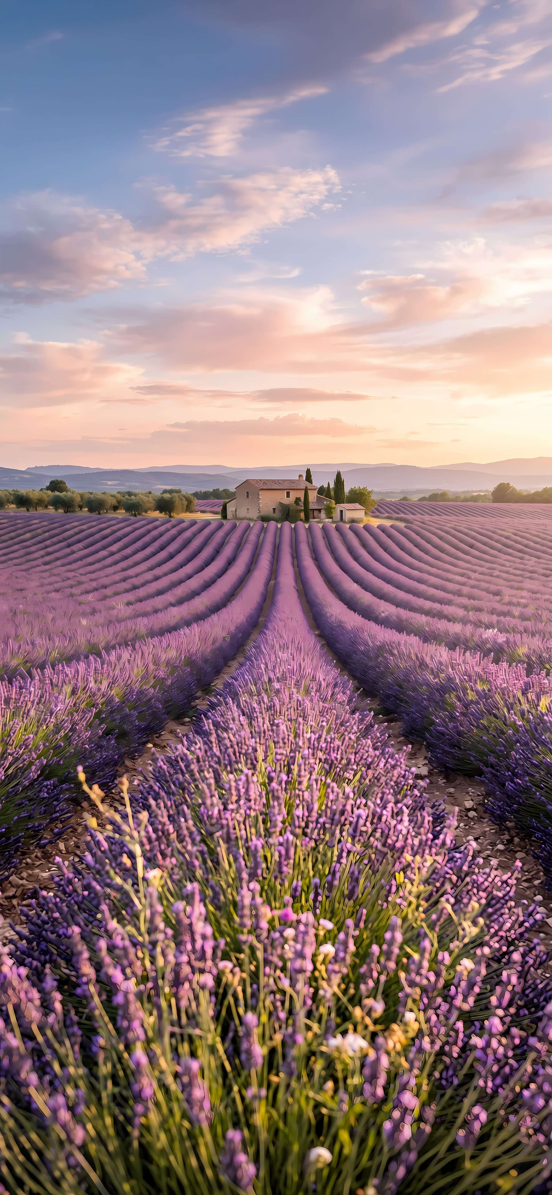 Lavender Field Sunset - free phone wallpaper