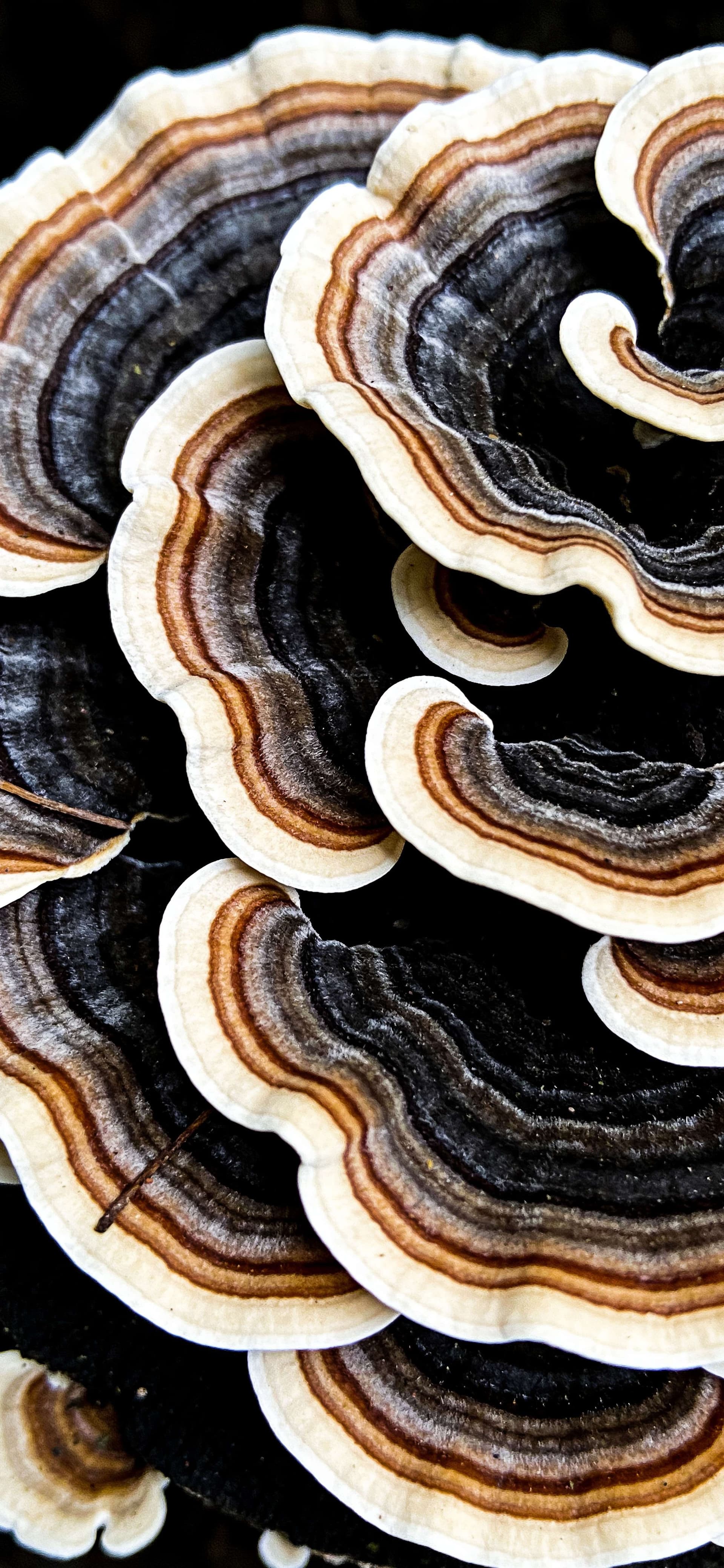 Forest Fungi Rings - Pro phone wallpaper
