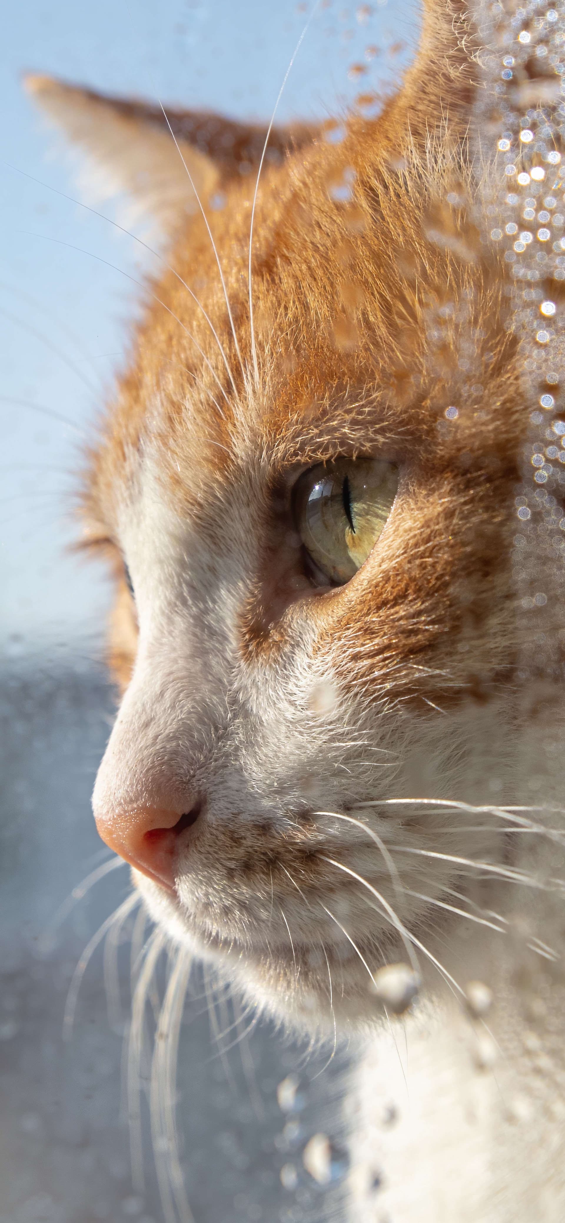 Rainy Day Whisker - free phone wallpaper
