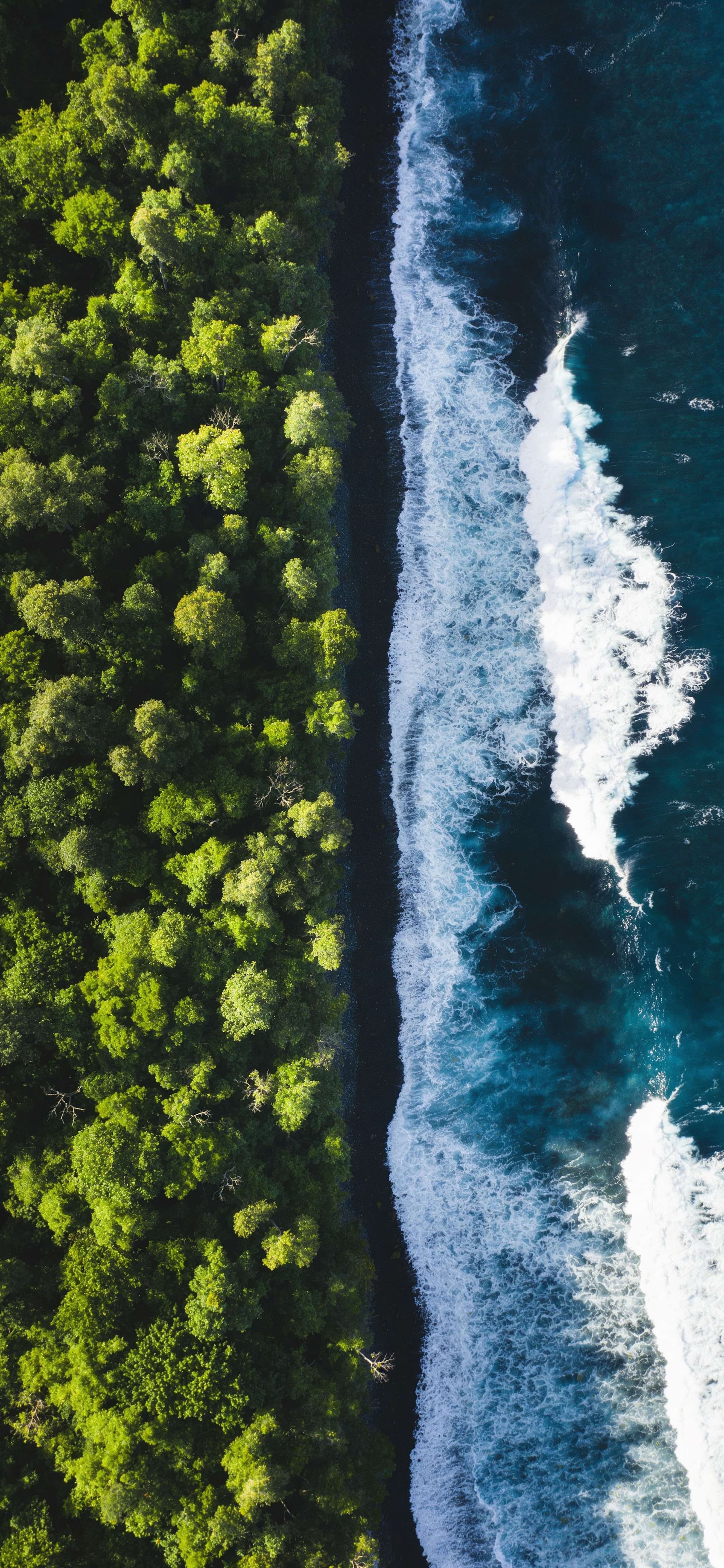 Forest Meets Ocean - Pro phone wallpaper