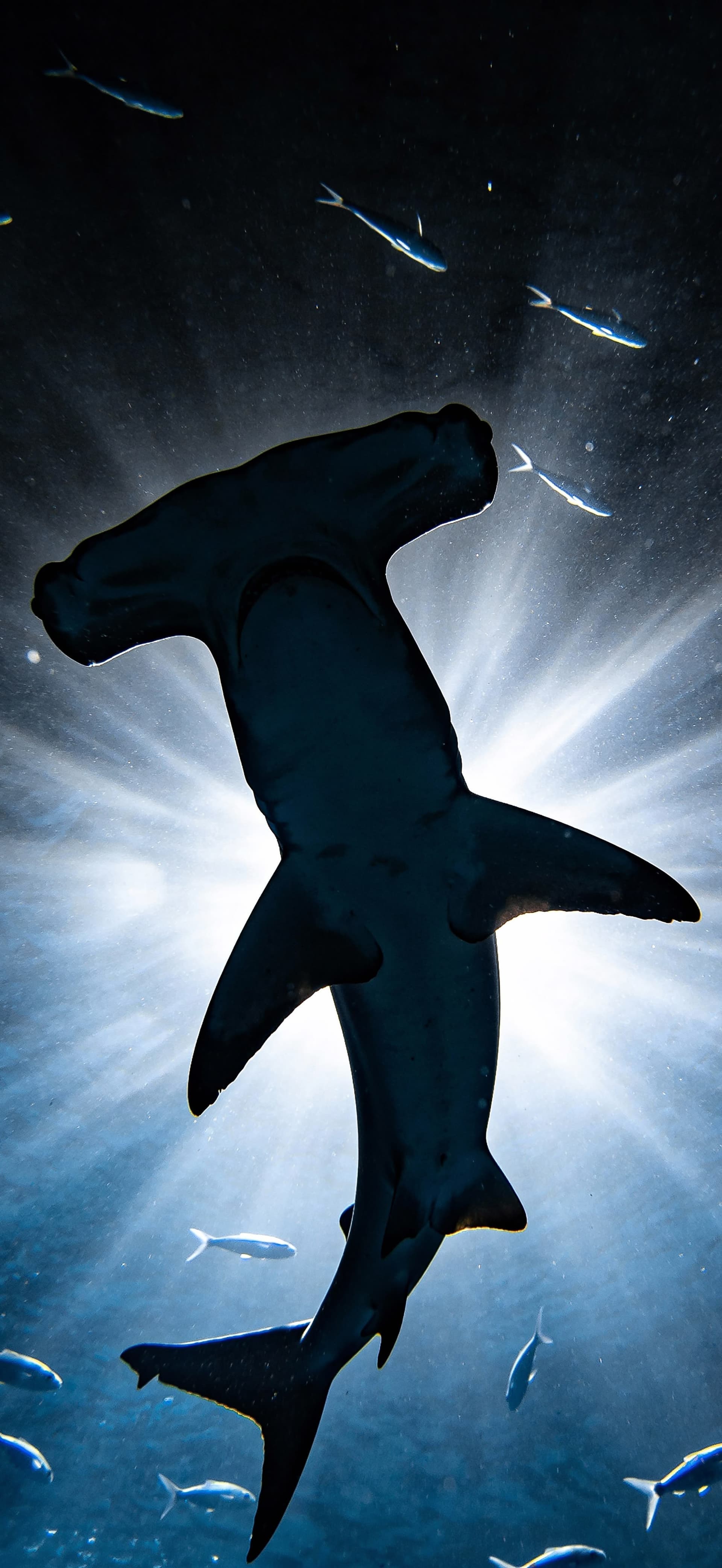 Hammerhead Silhouette Dive - free phone wallpaper