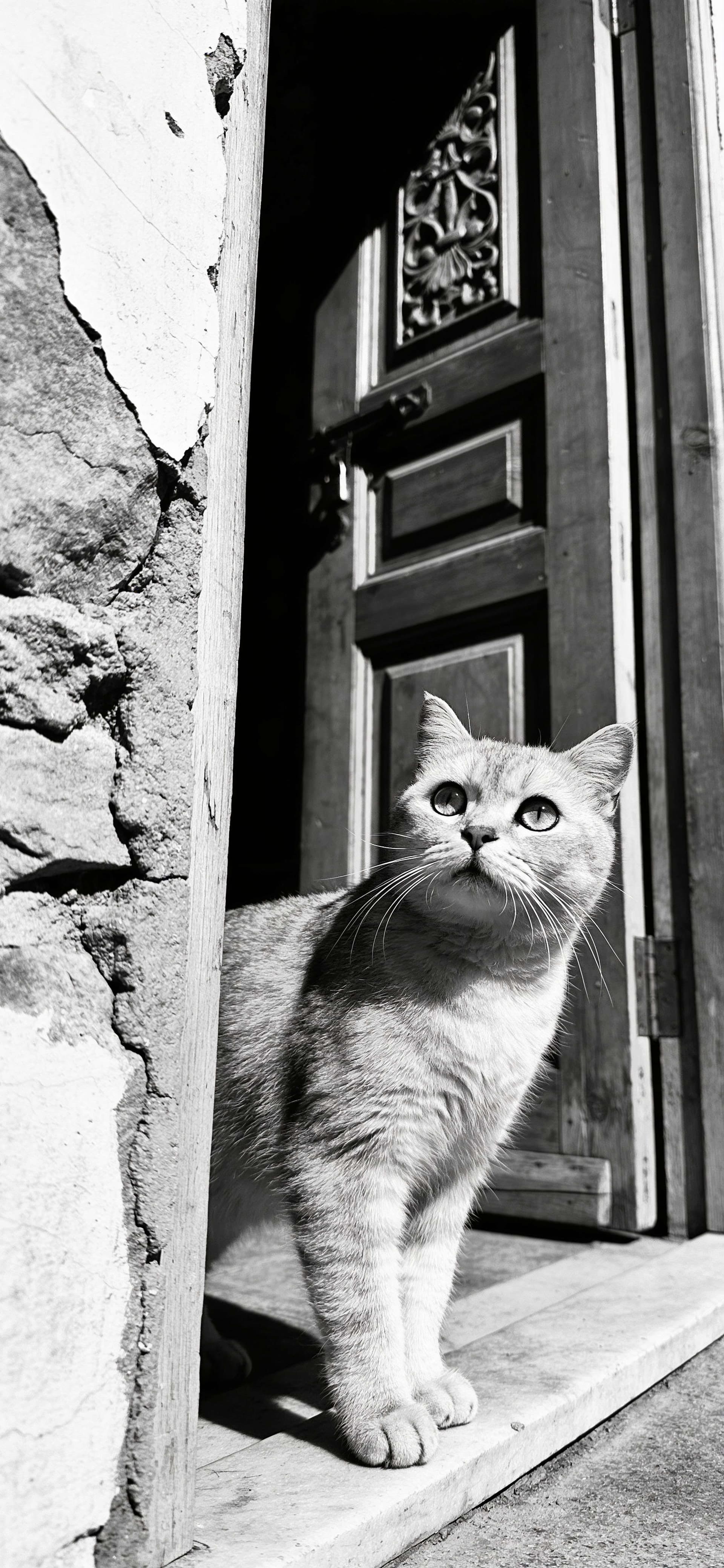 Curious Doorway Cat - Pro phone wallpaper