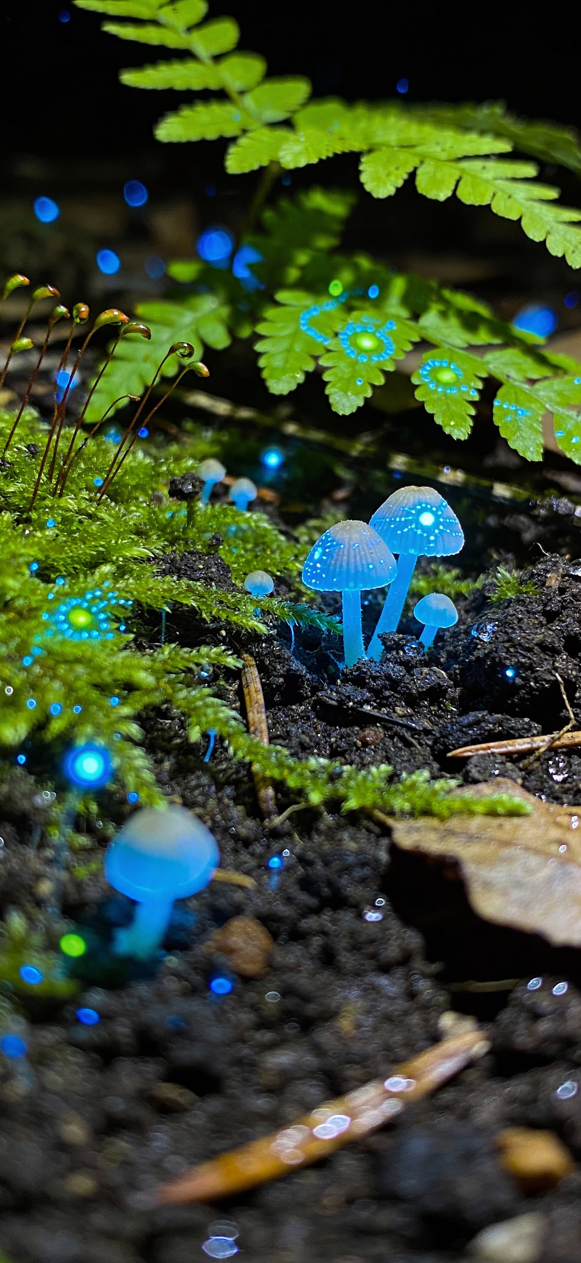 Bioluminescent Mushroom Grove - free phone wallpaper