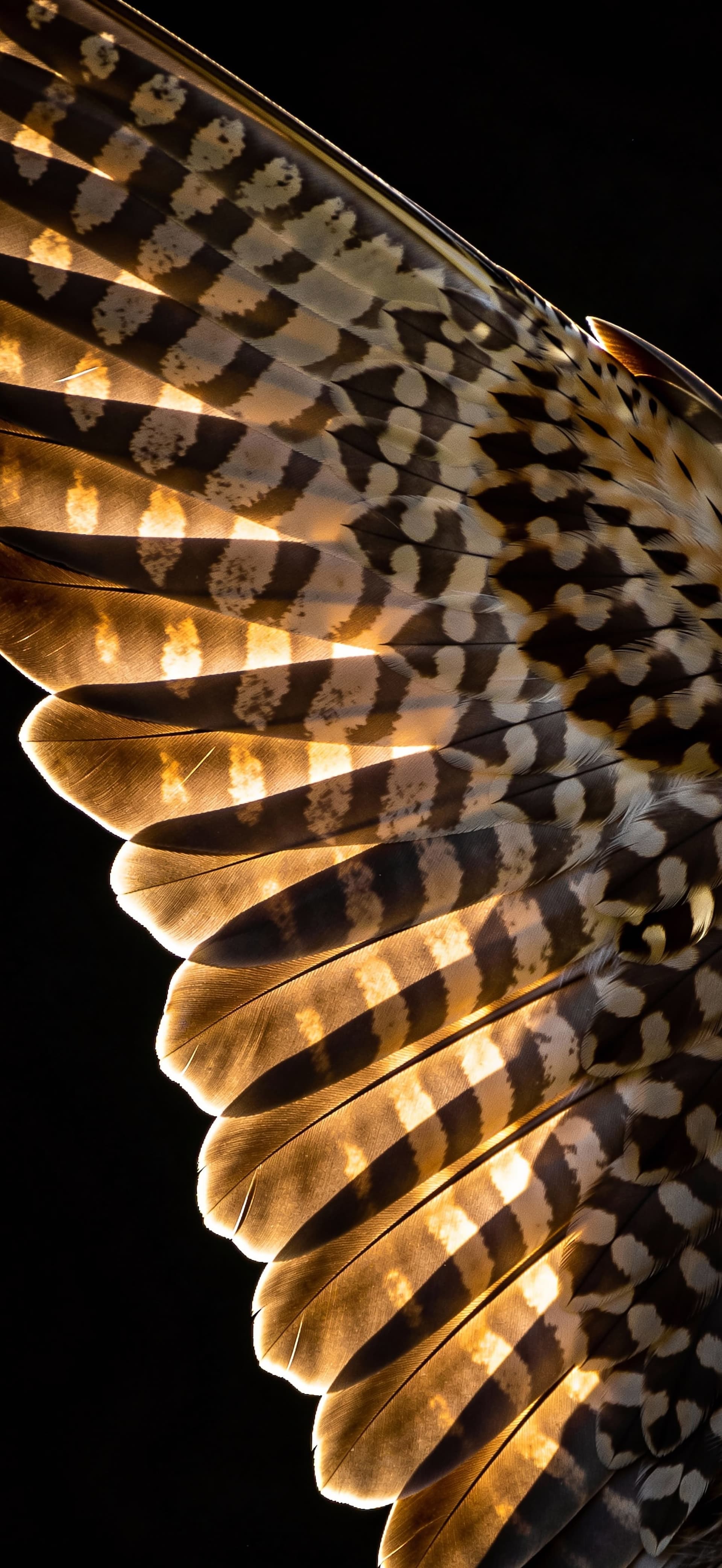 Winged Light Pattern - free phone wallpaper