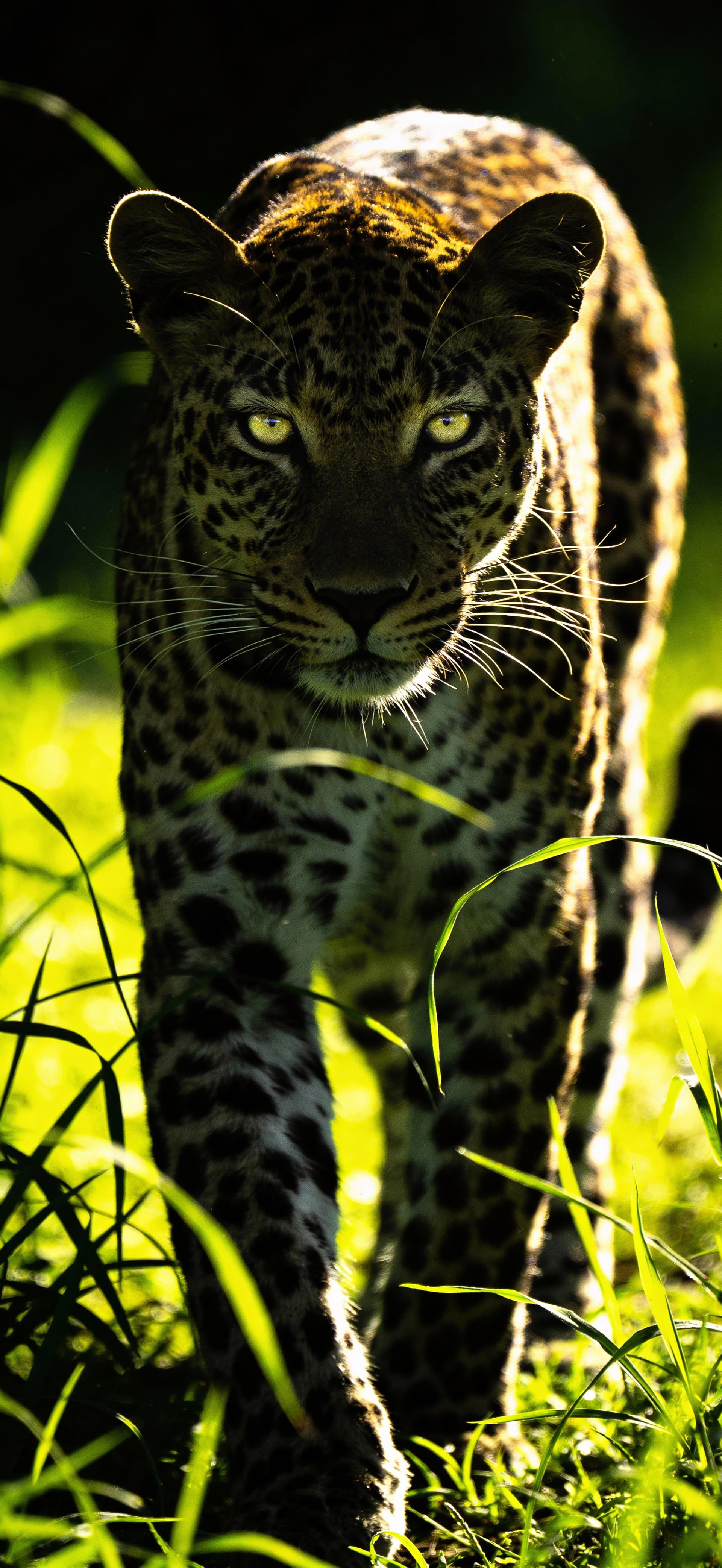 Neon Leopard 2 - Pro phone wallpaper