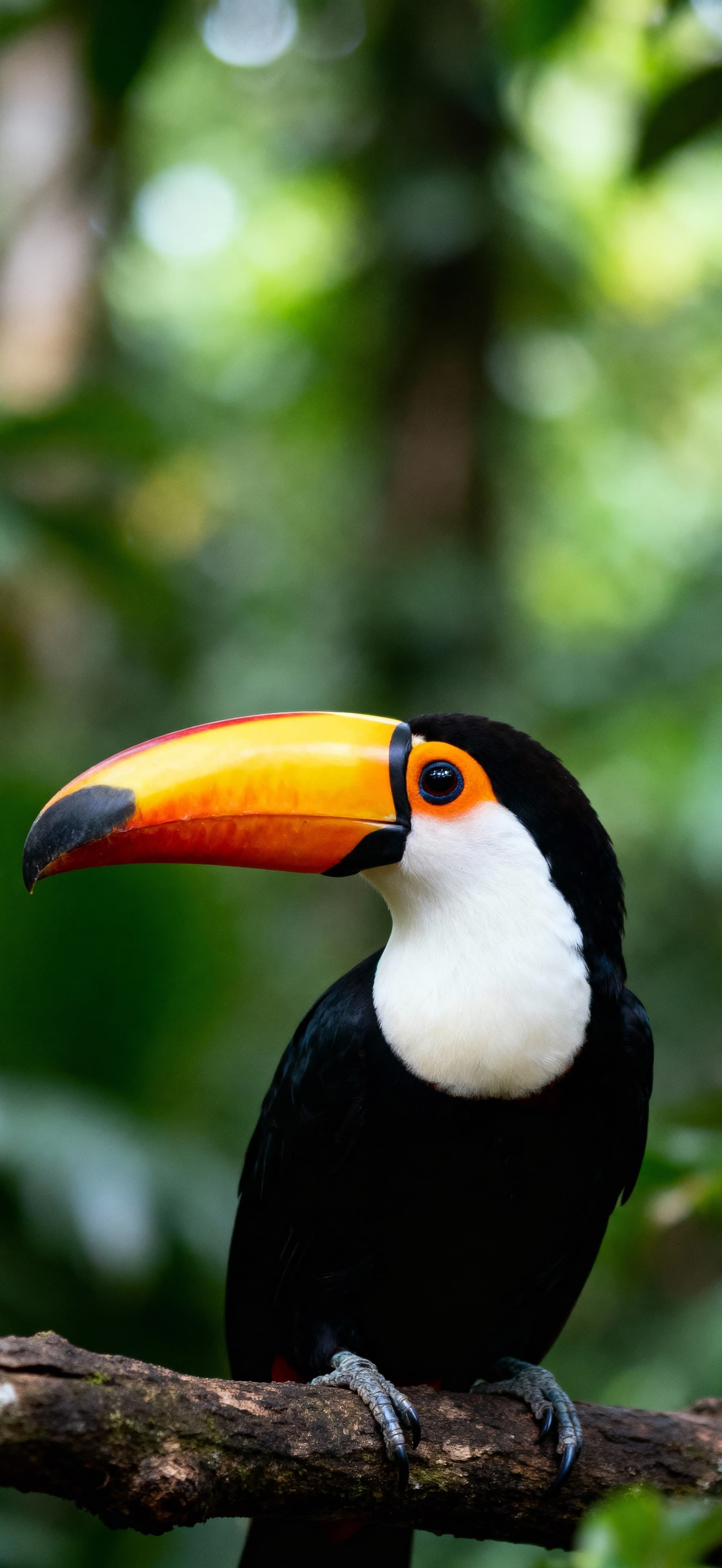 Neon Beak Toucan 2 - free phone wallpaper