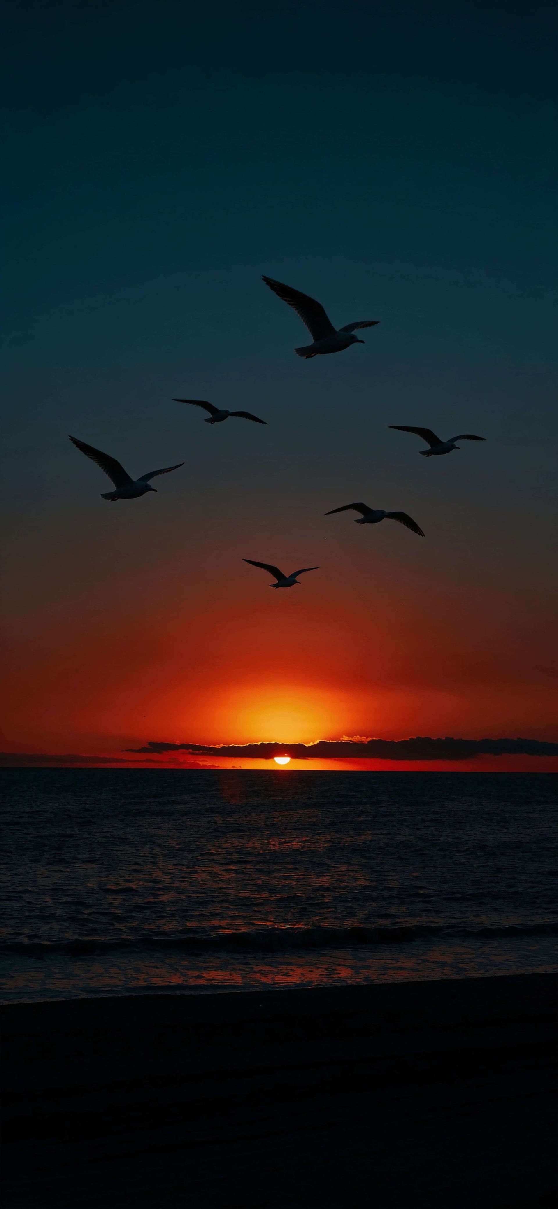 Sunset Flight Silhouette - free phone wallpaper