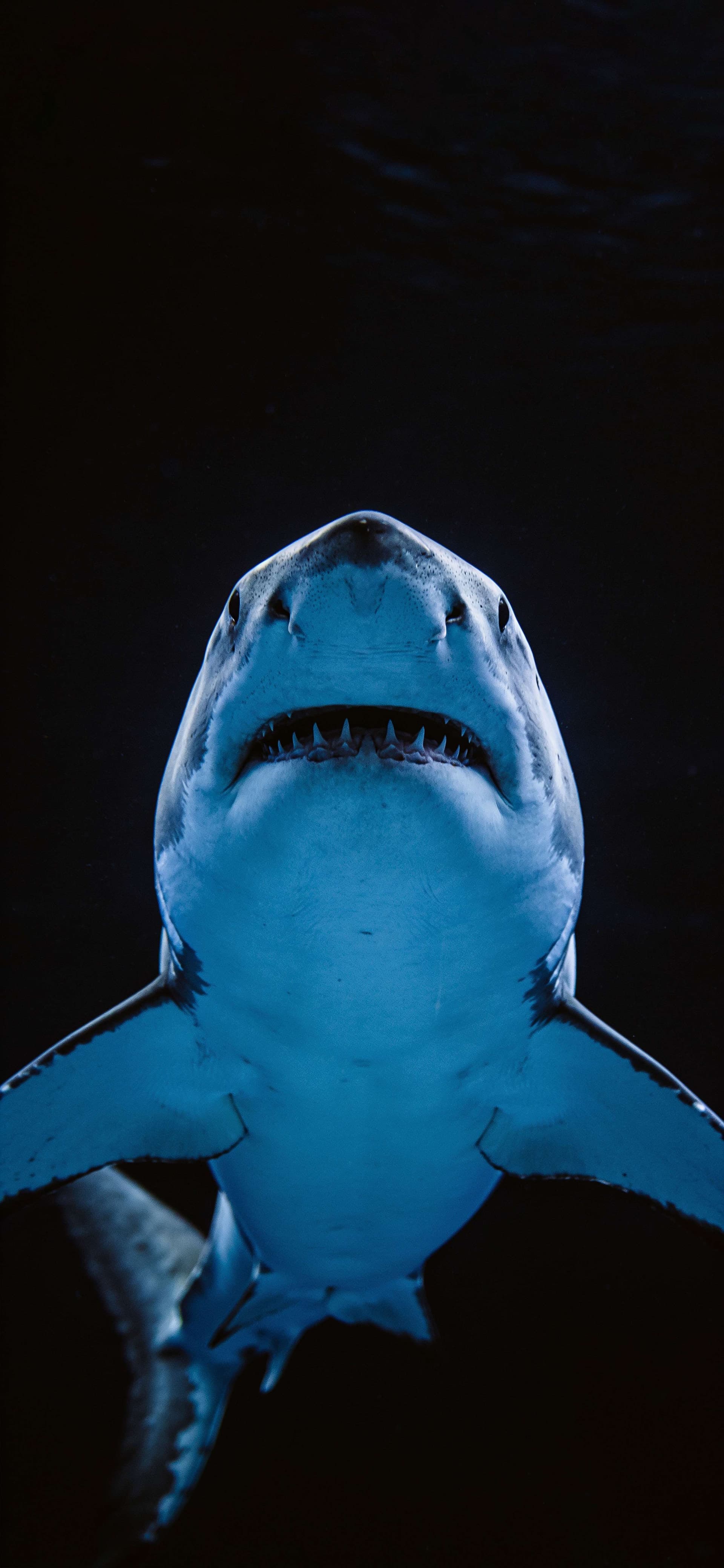 Deep Sea Predator - free phone wallpaper