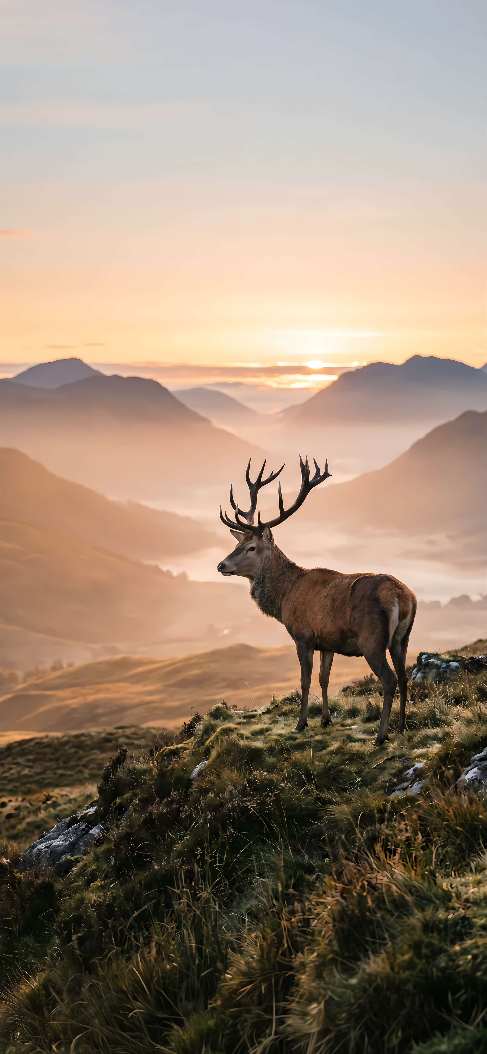 Majestic Stag Dawn - free phone wallpaper