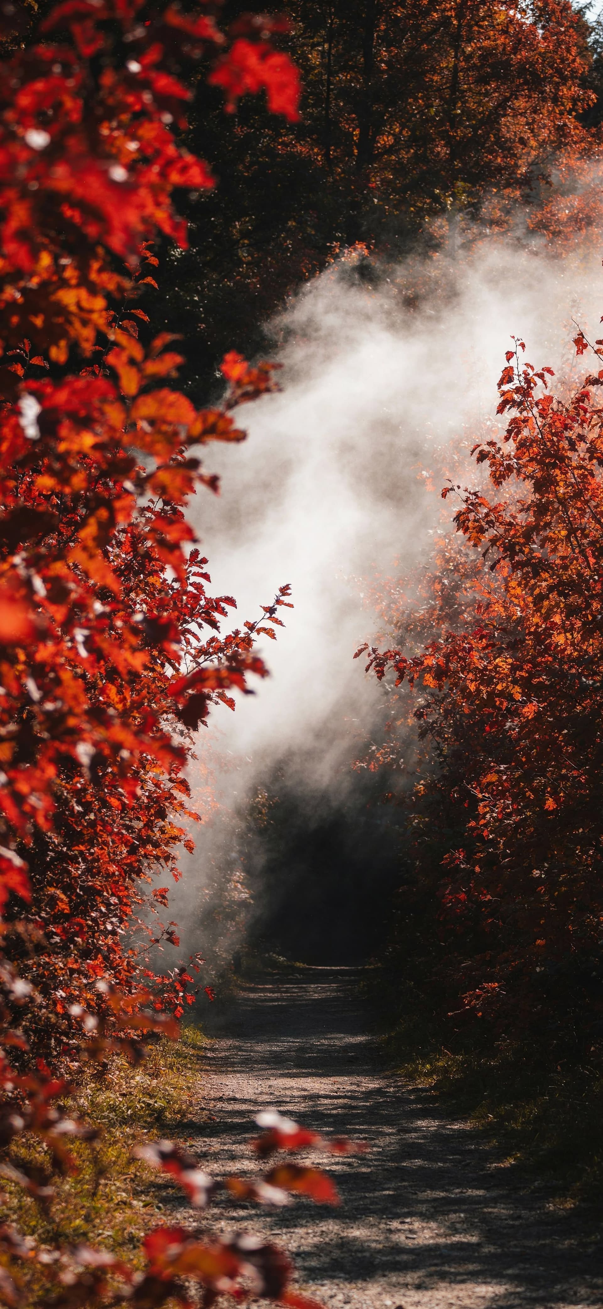 Autumnal Forest Path 2 - Pro phone wallpaper