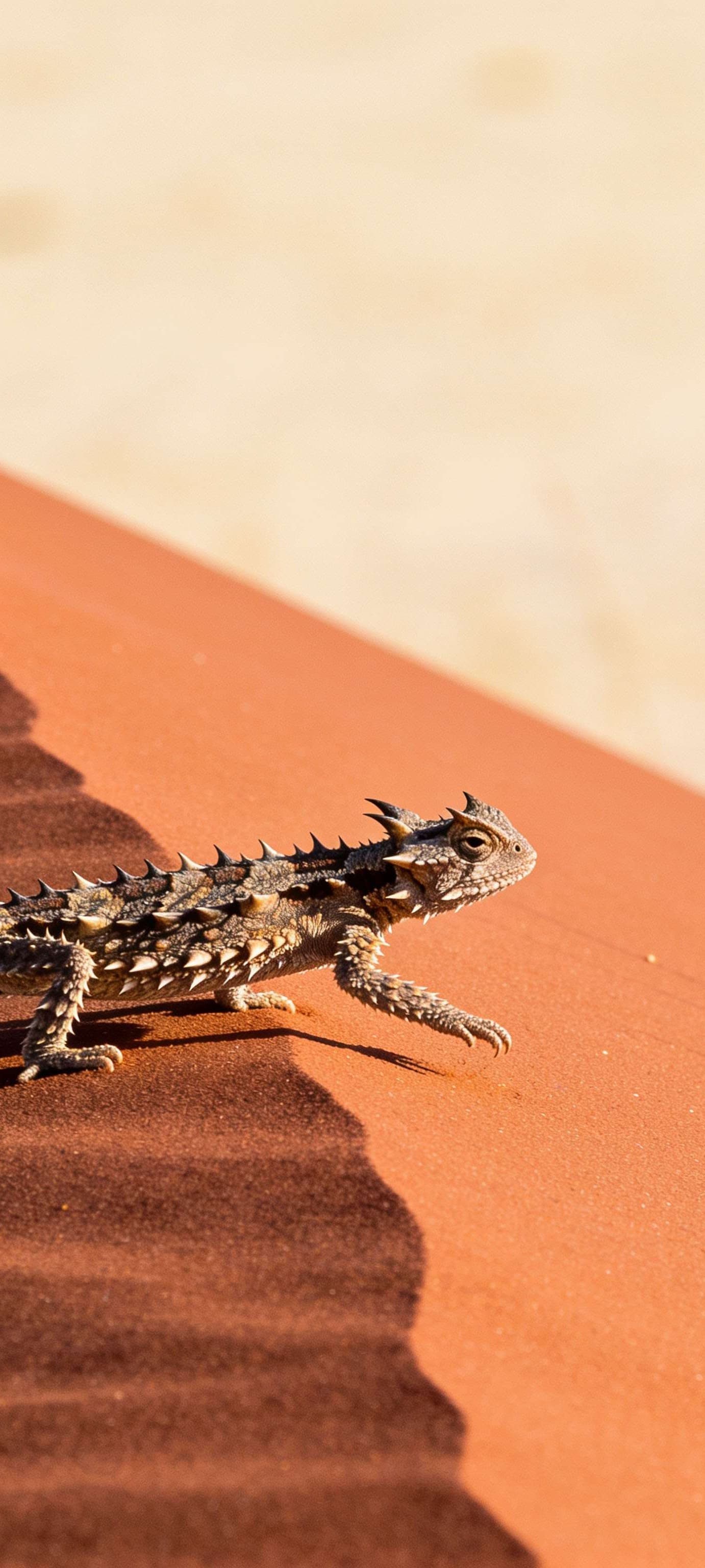 Desert Thorny Dragon - Pro phone wallpaper