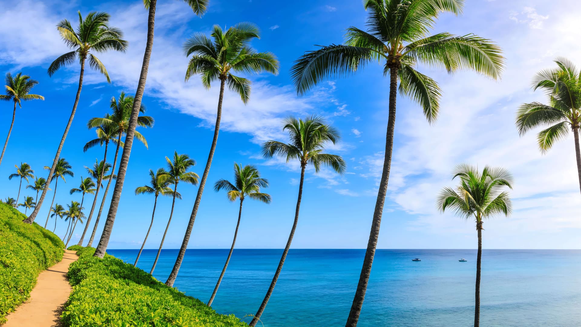 Sunny Palm Paradise - Pro desktop wallpaper