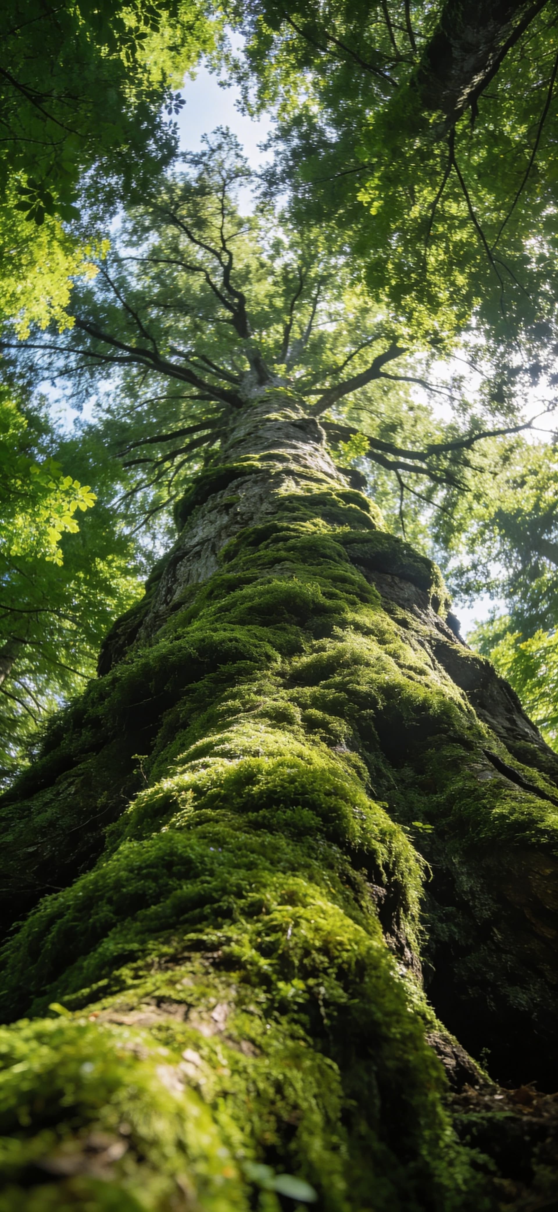 Mossy Giant - Pro phone wallpaper