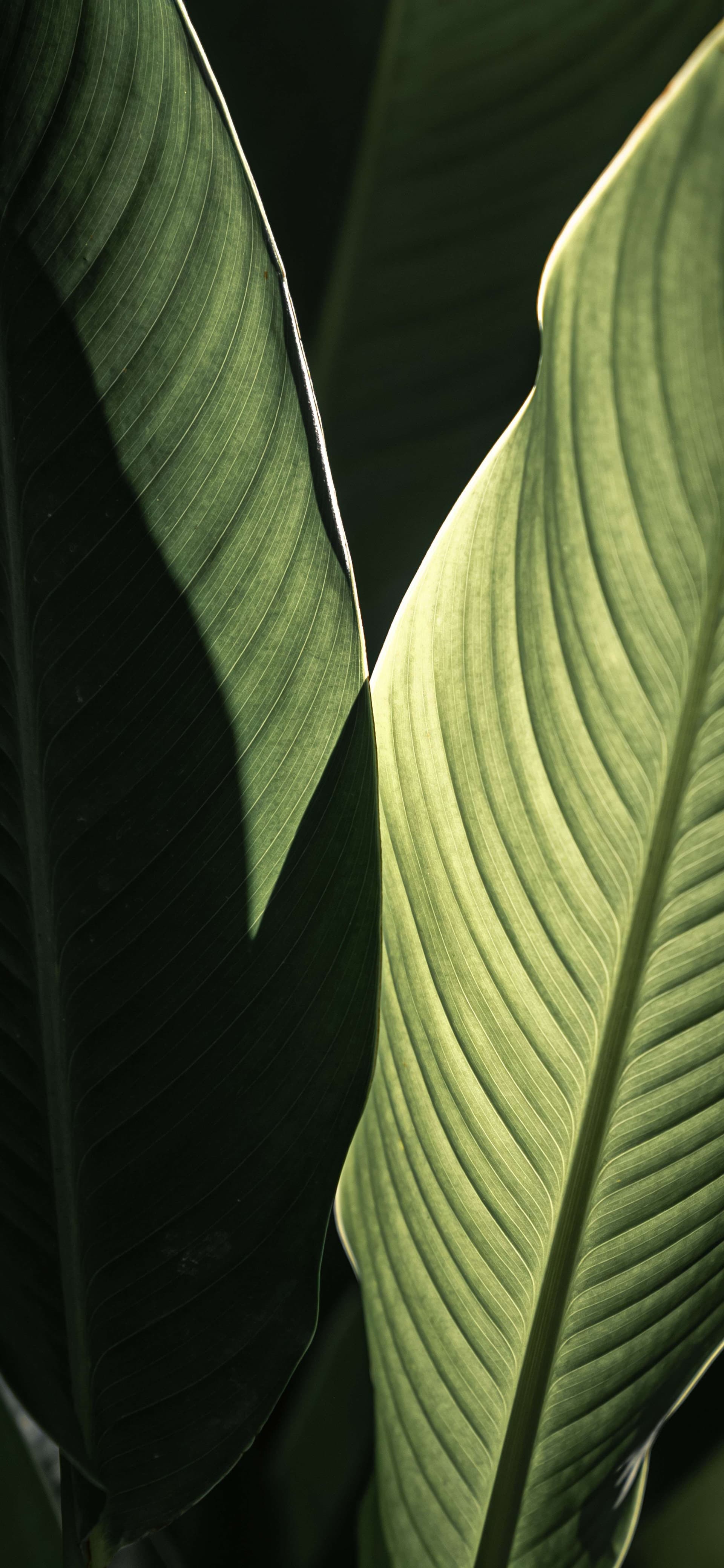 Shadowed Palm Veins - Pro phone wallpaper